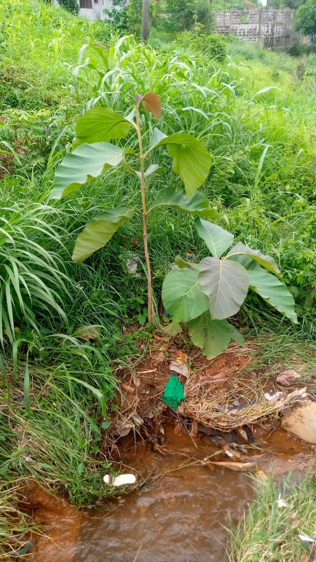 tree