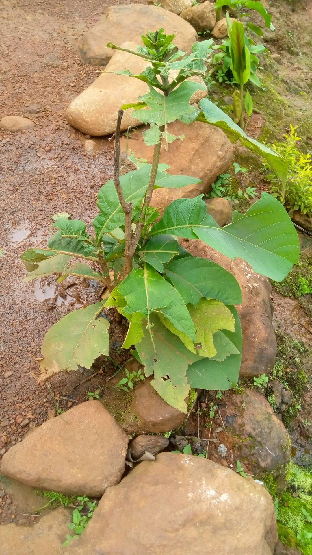 tree