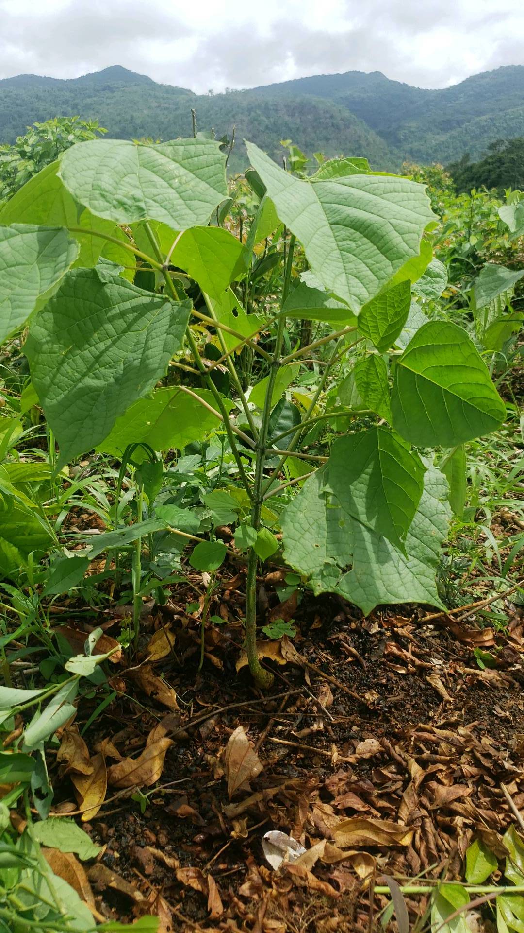 tree