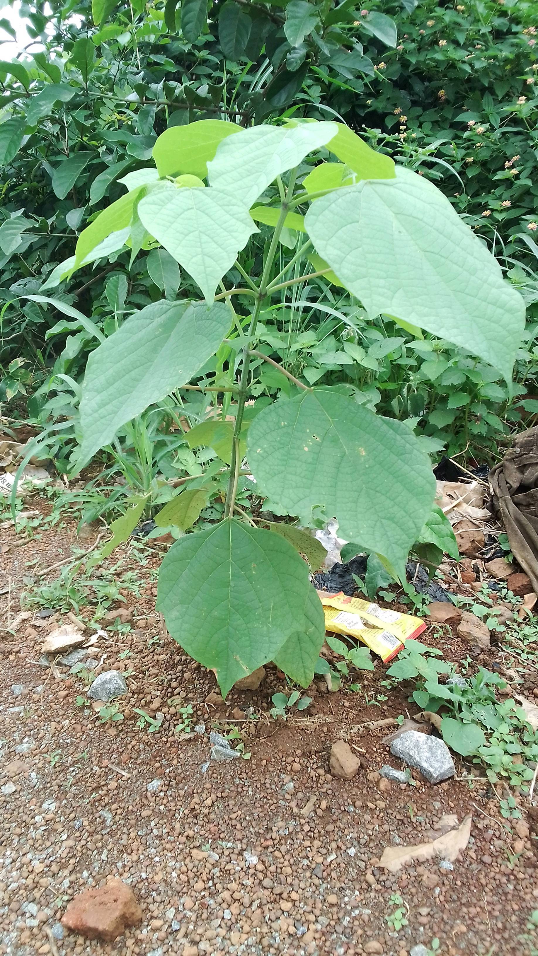tree