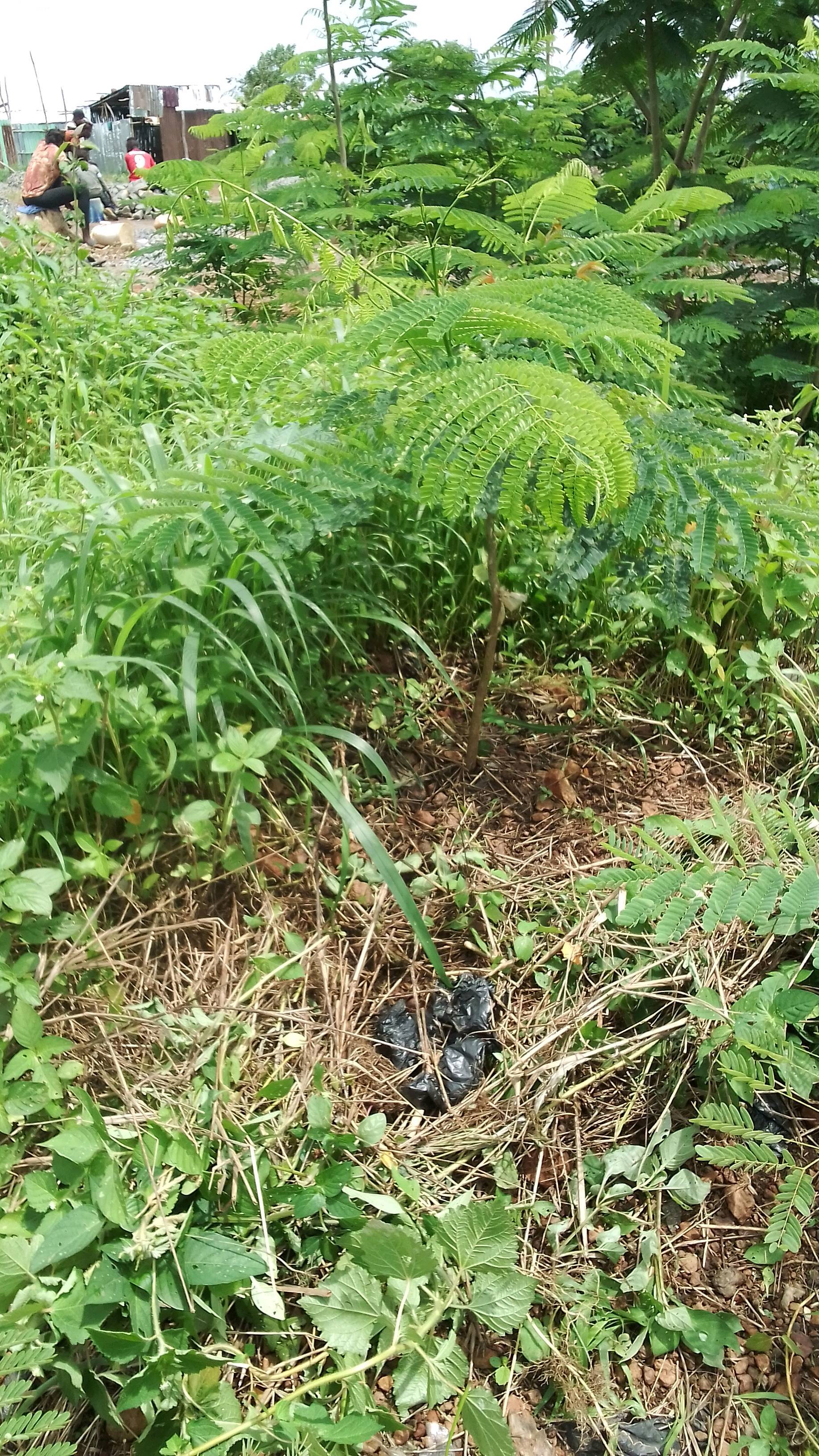 tree