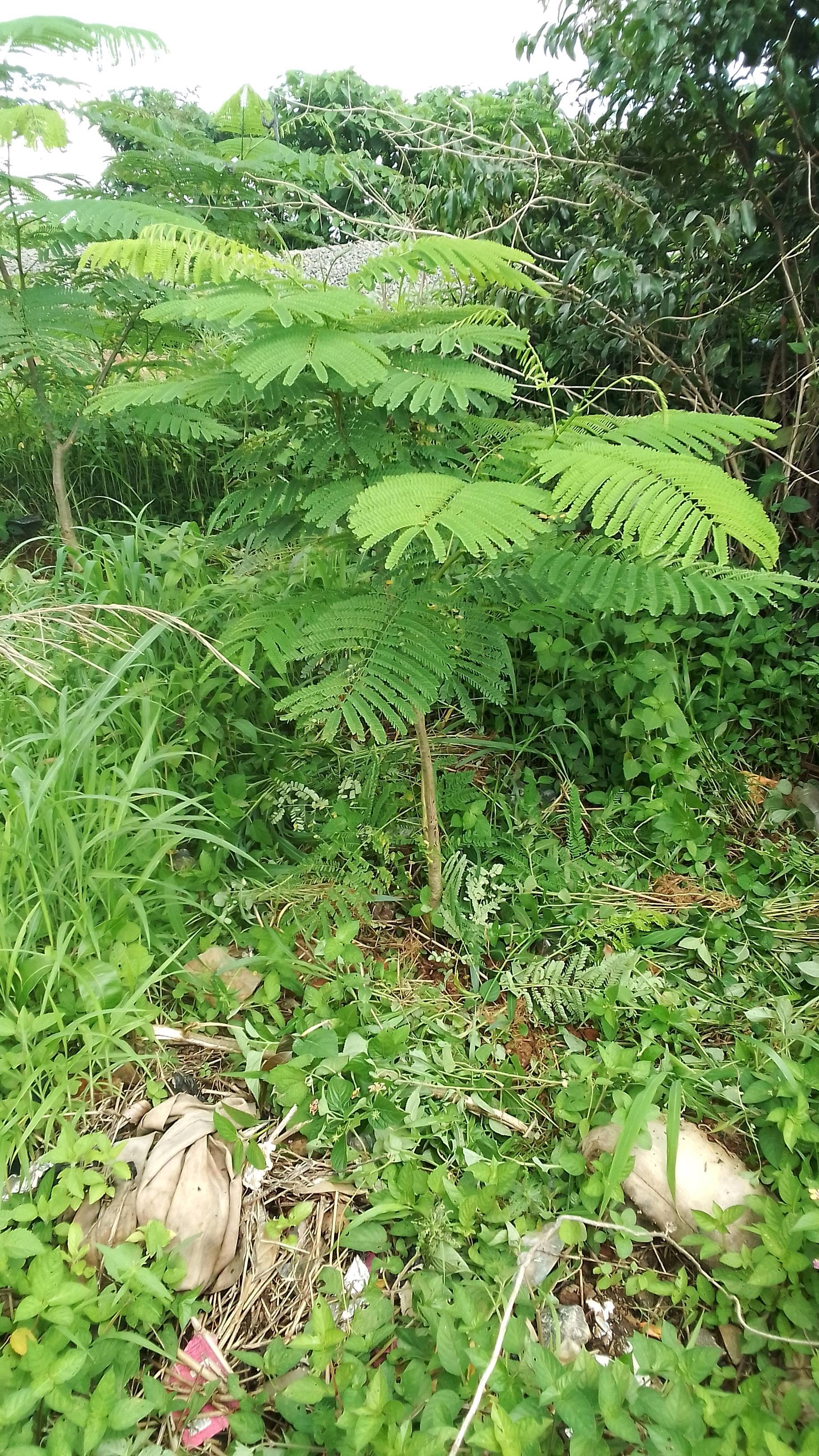 tree