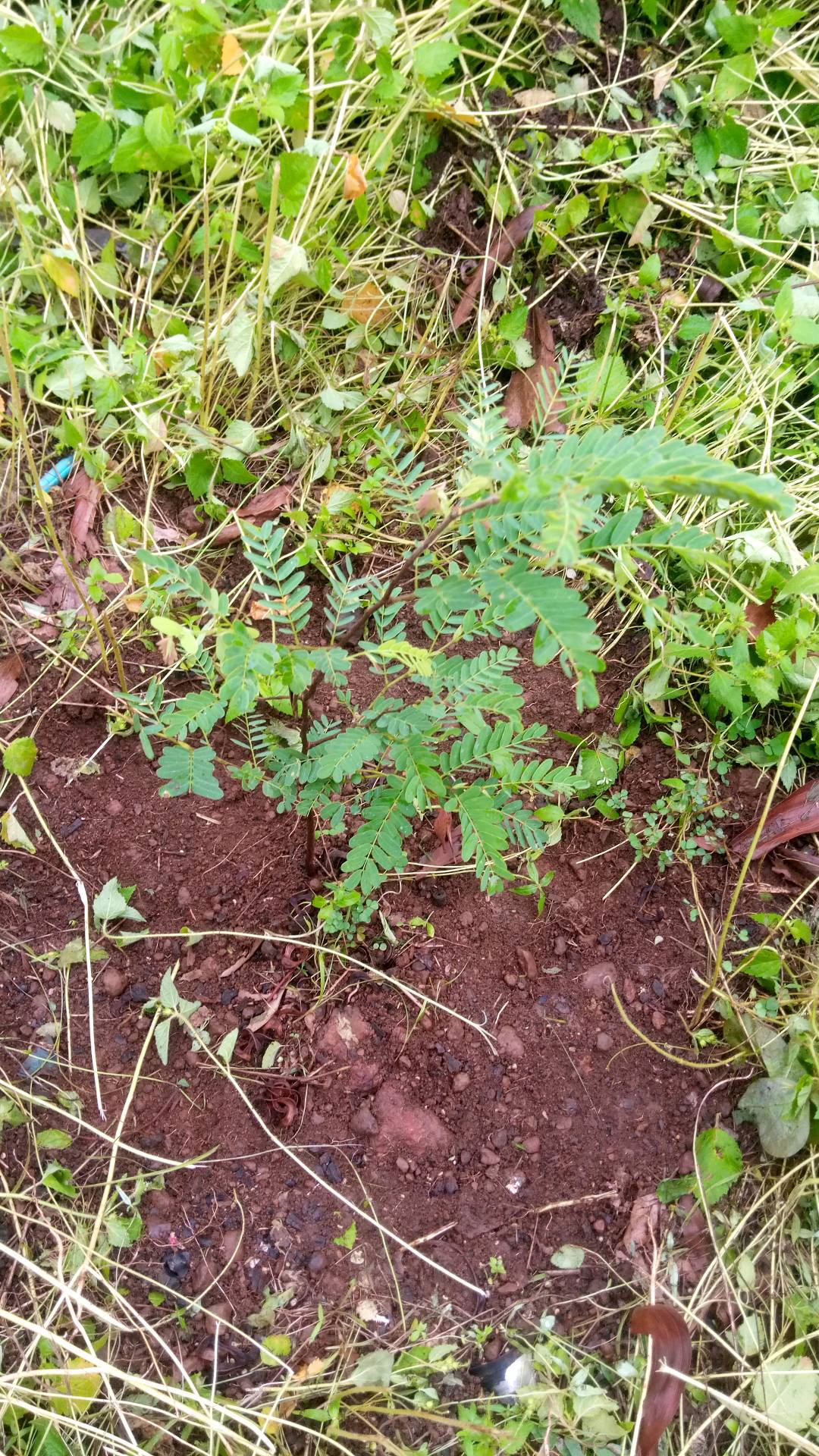 tree