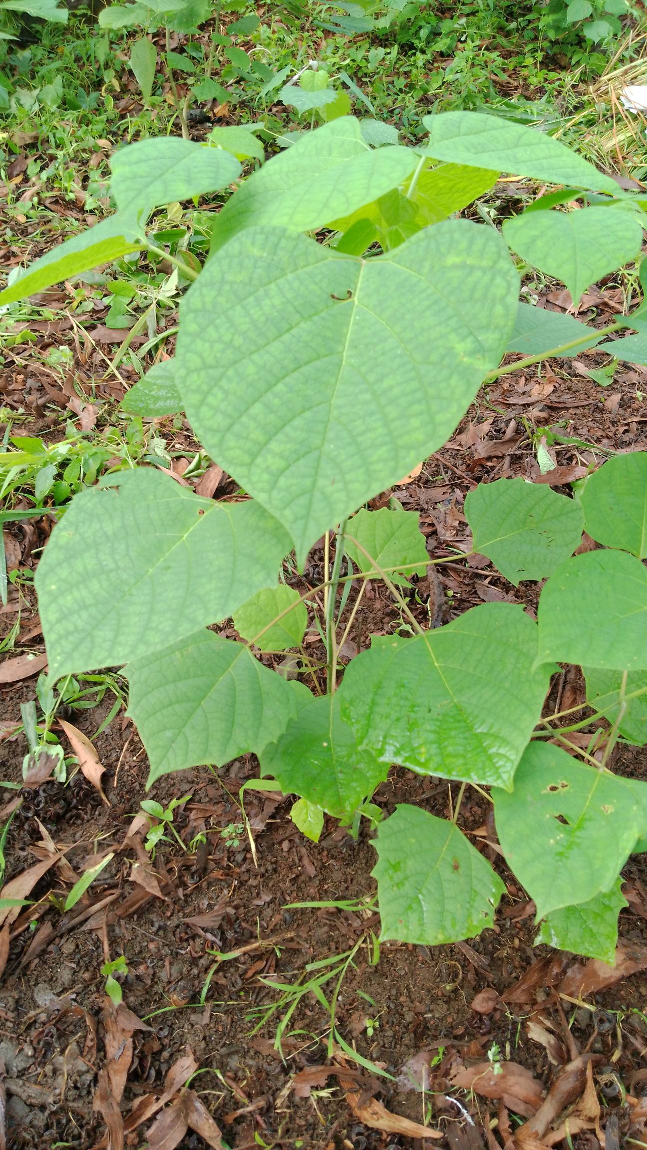 tree