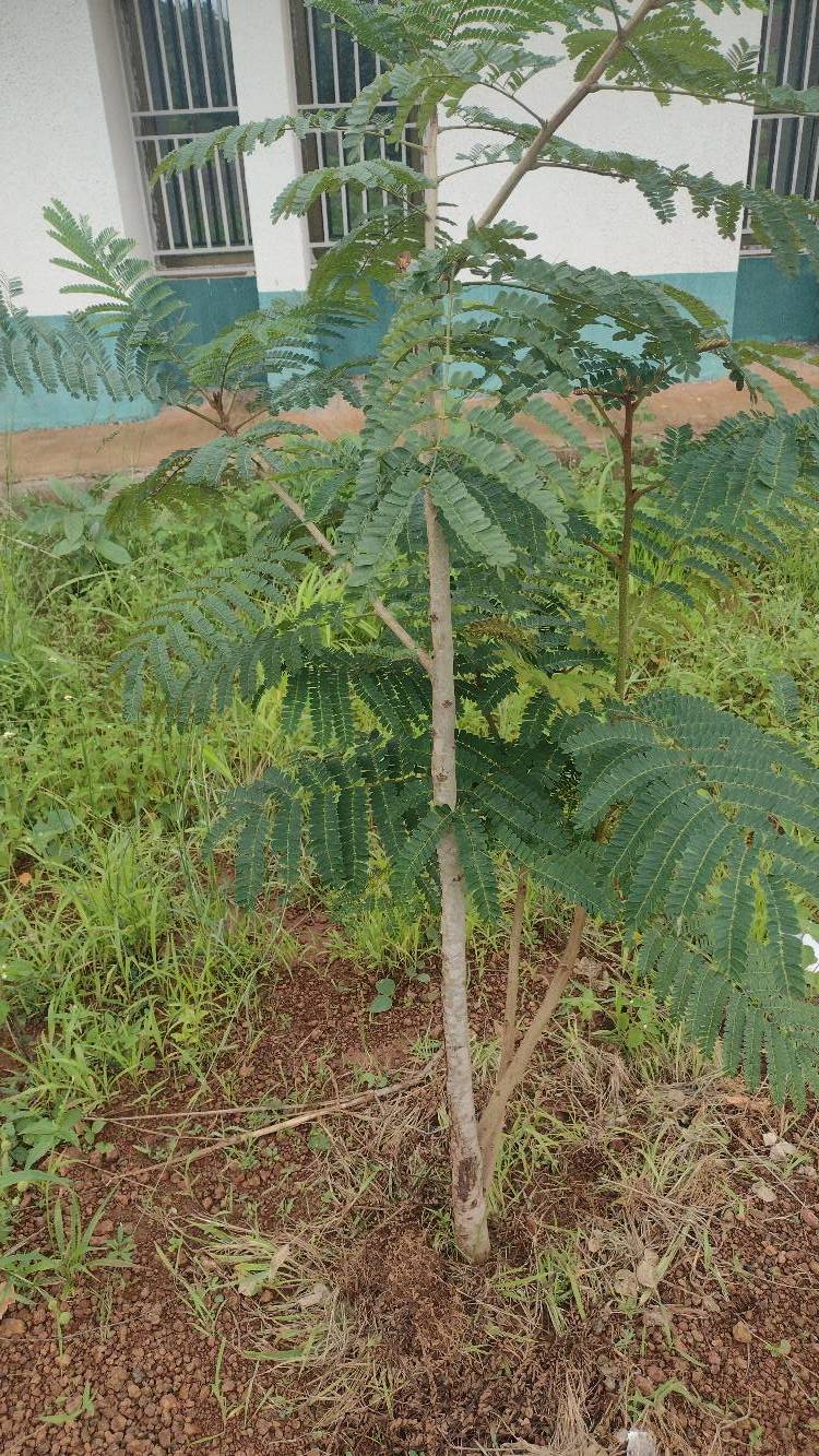 tree