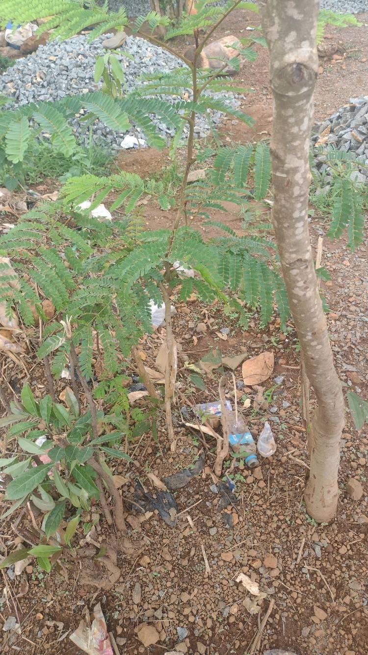 tree