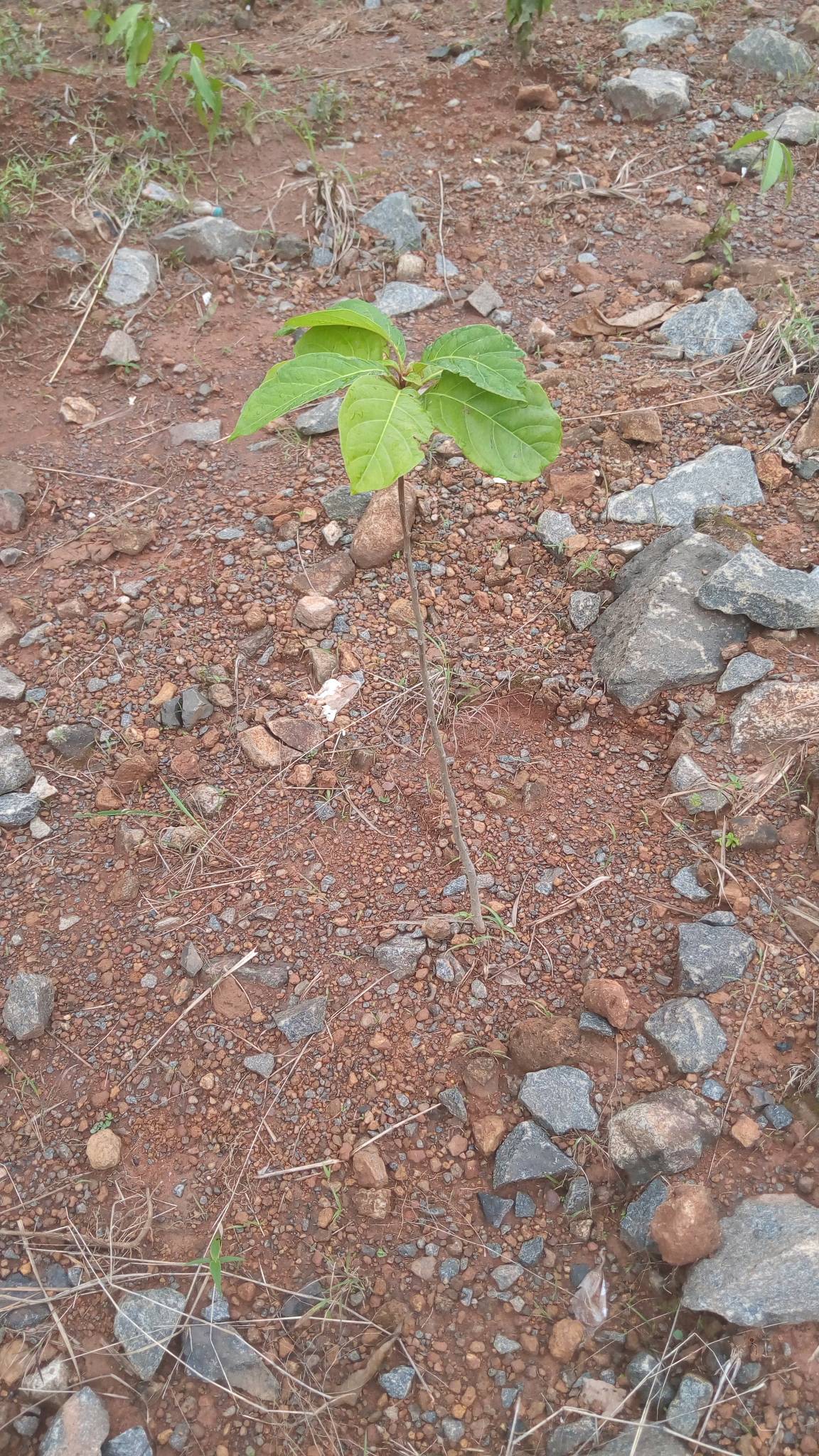 tree