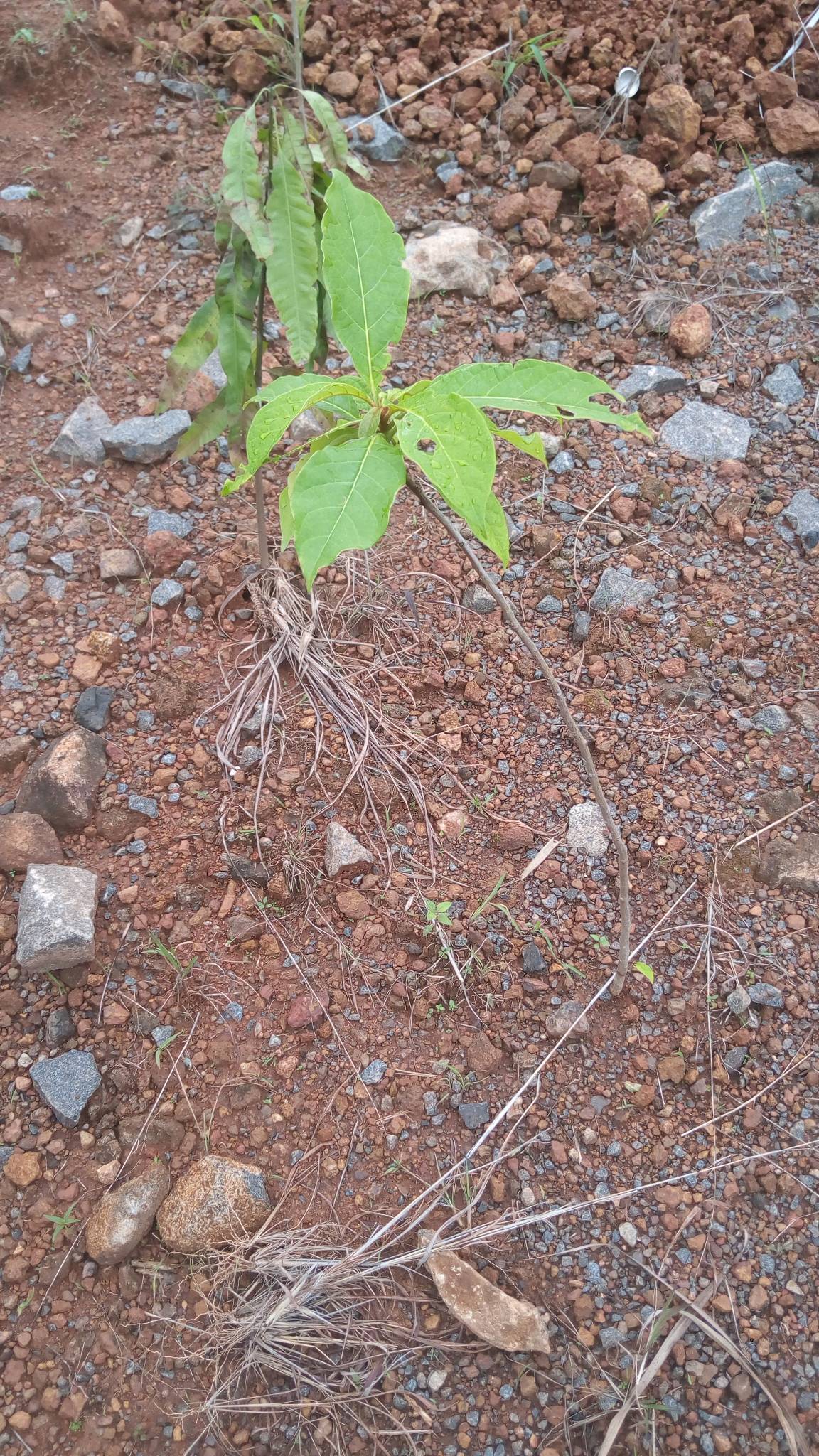 tree