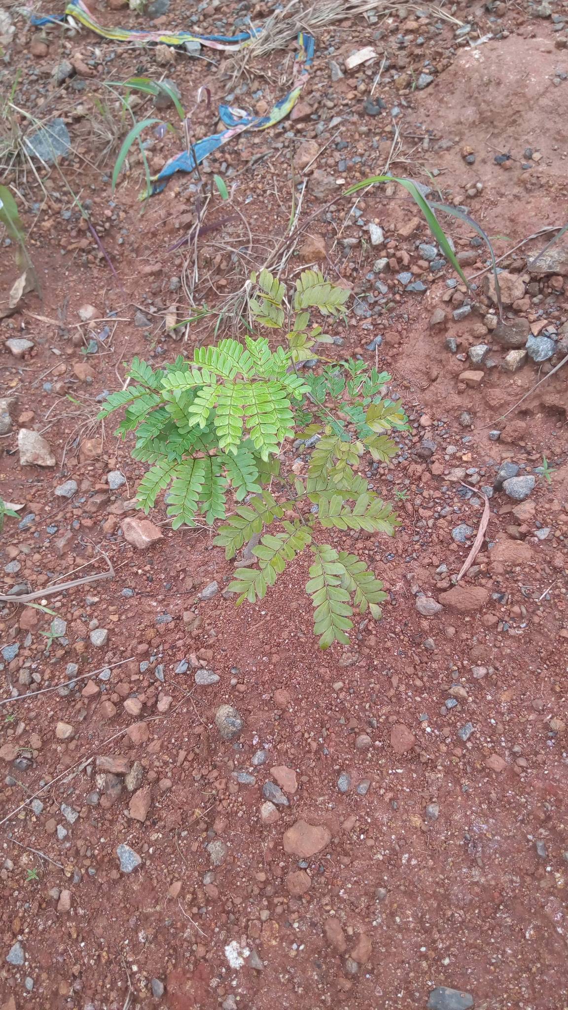 tree