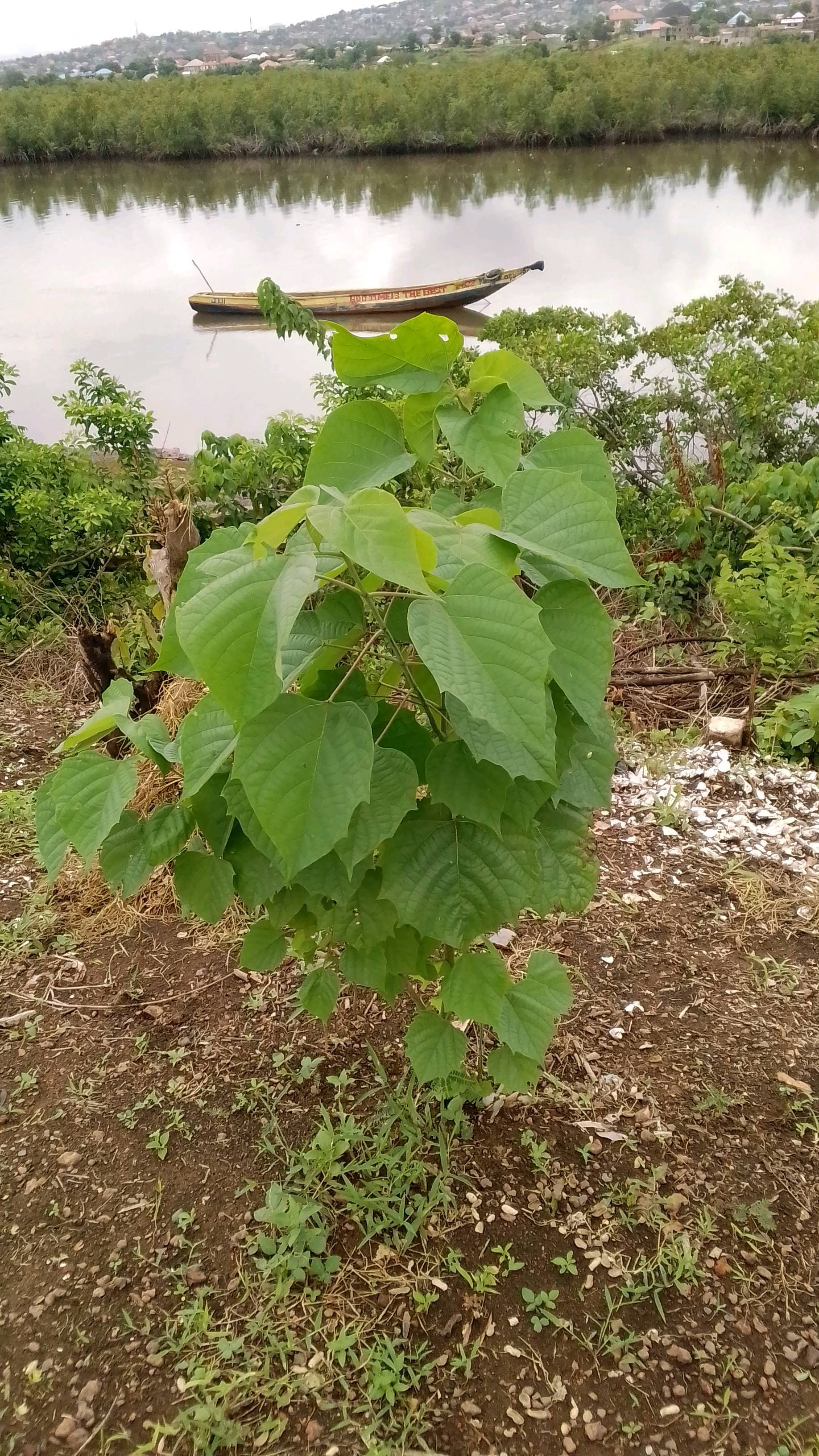tree