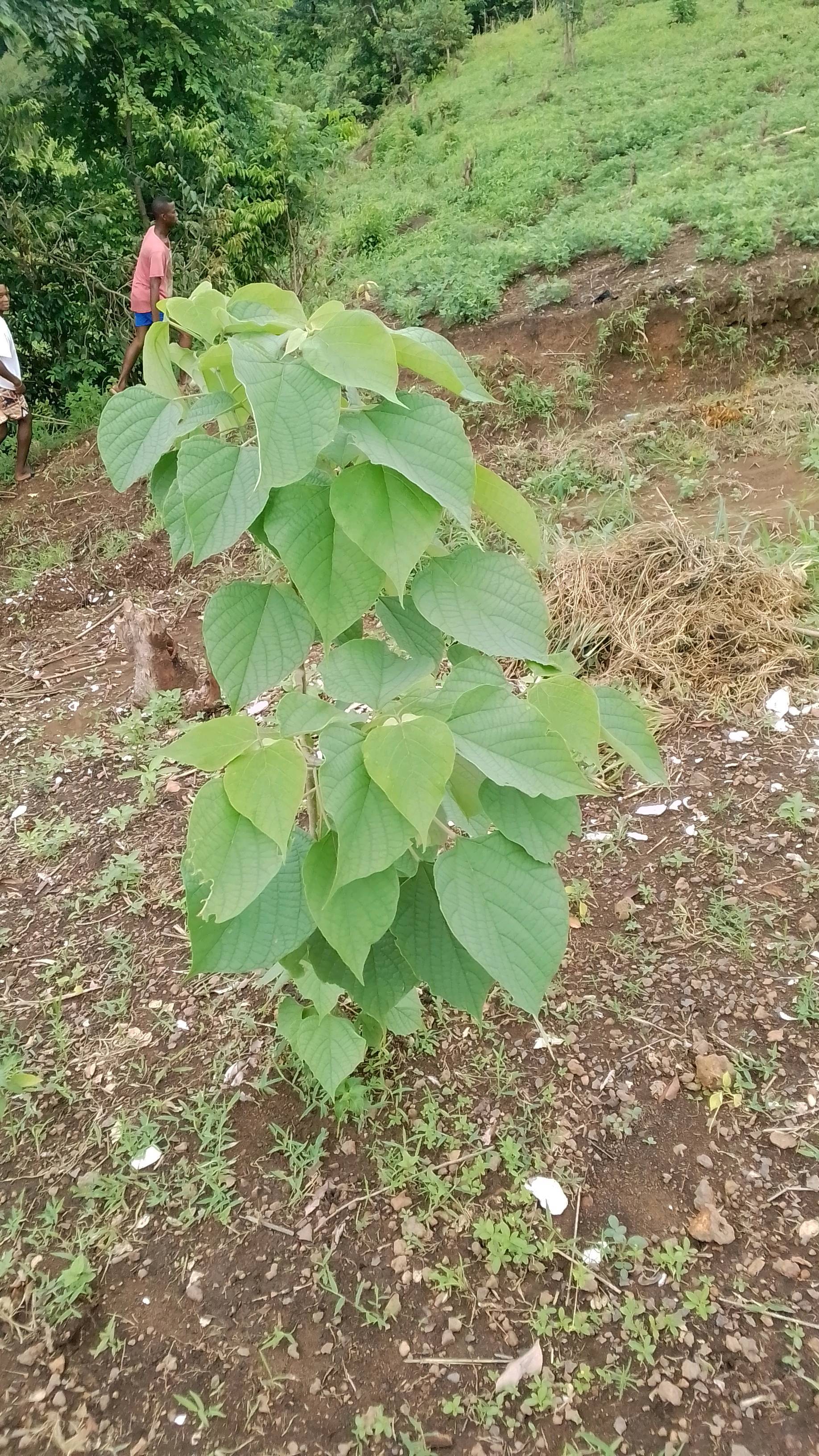 tree