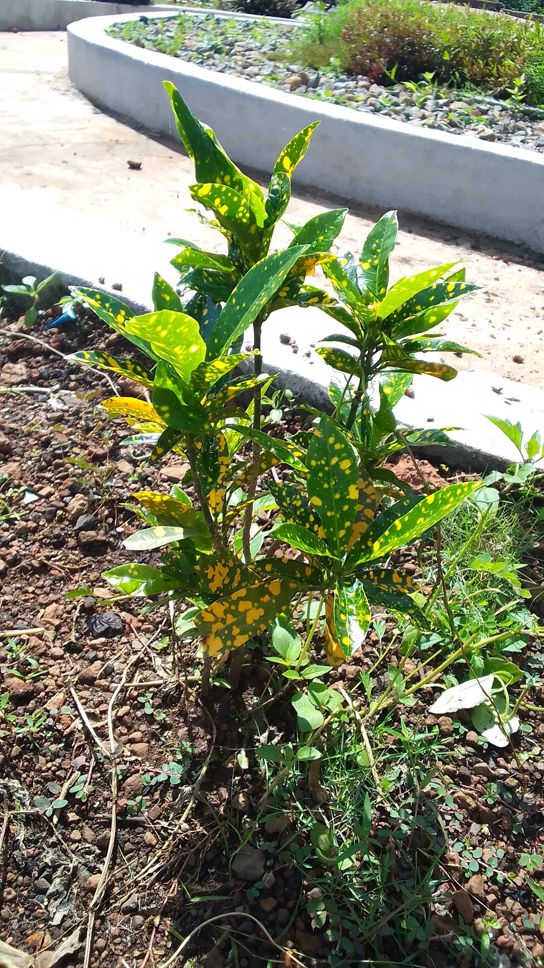 tree