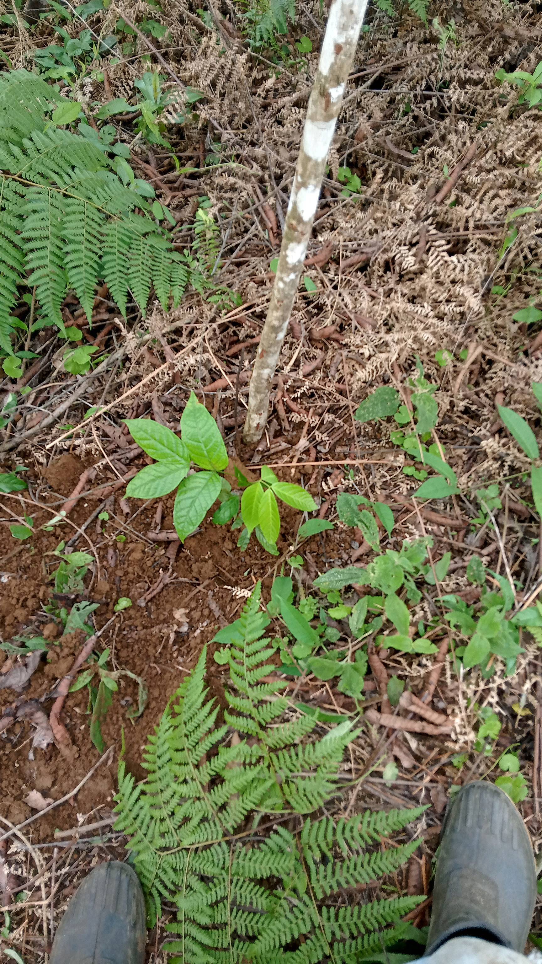 tree