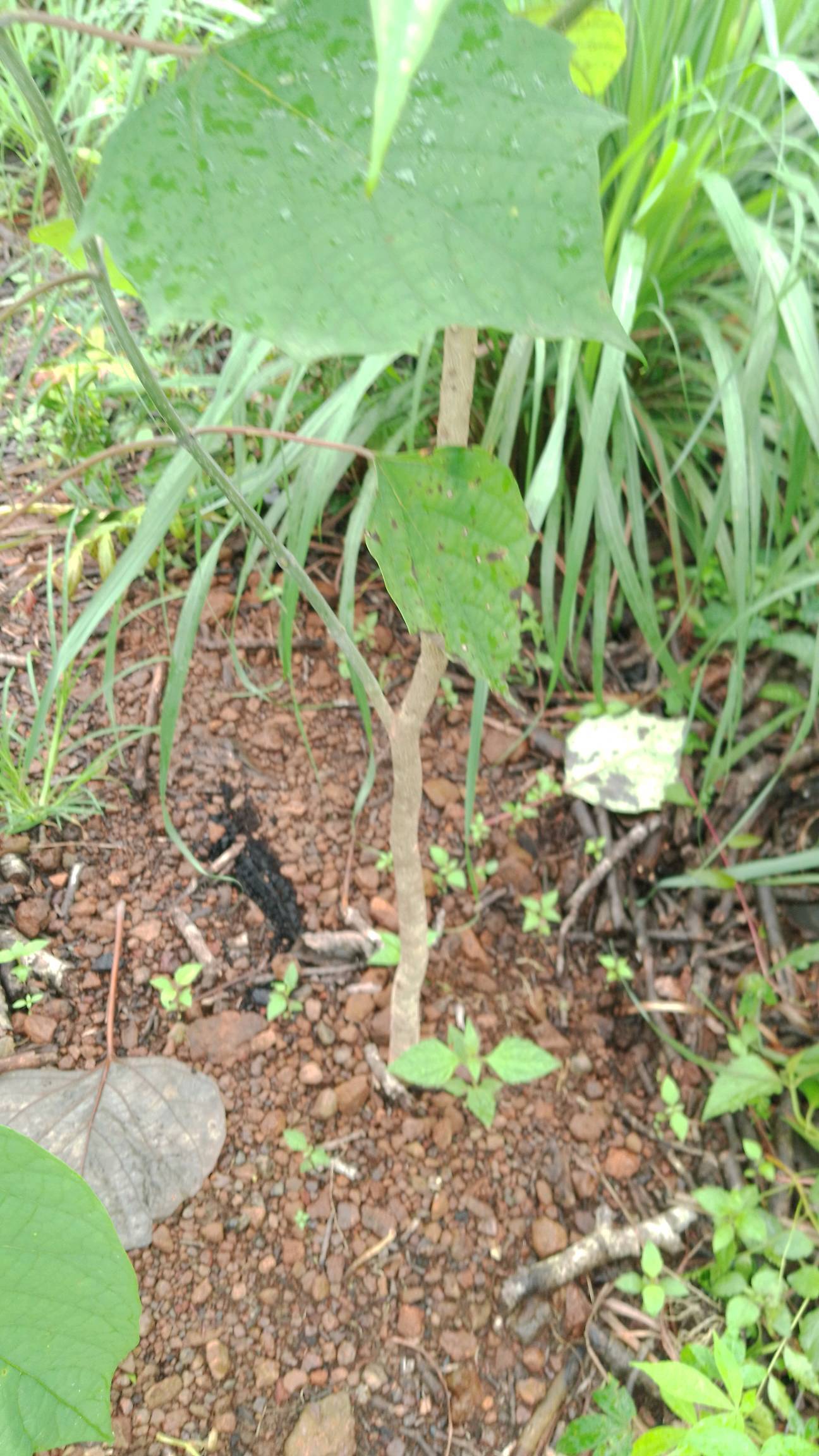 tree