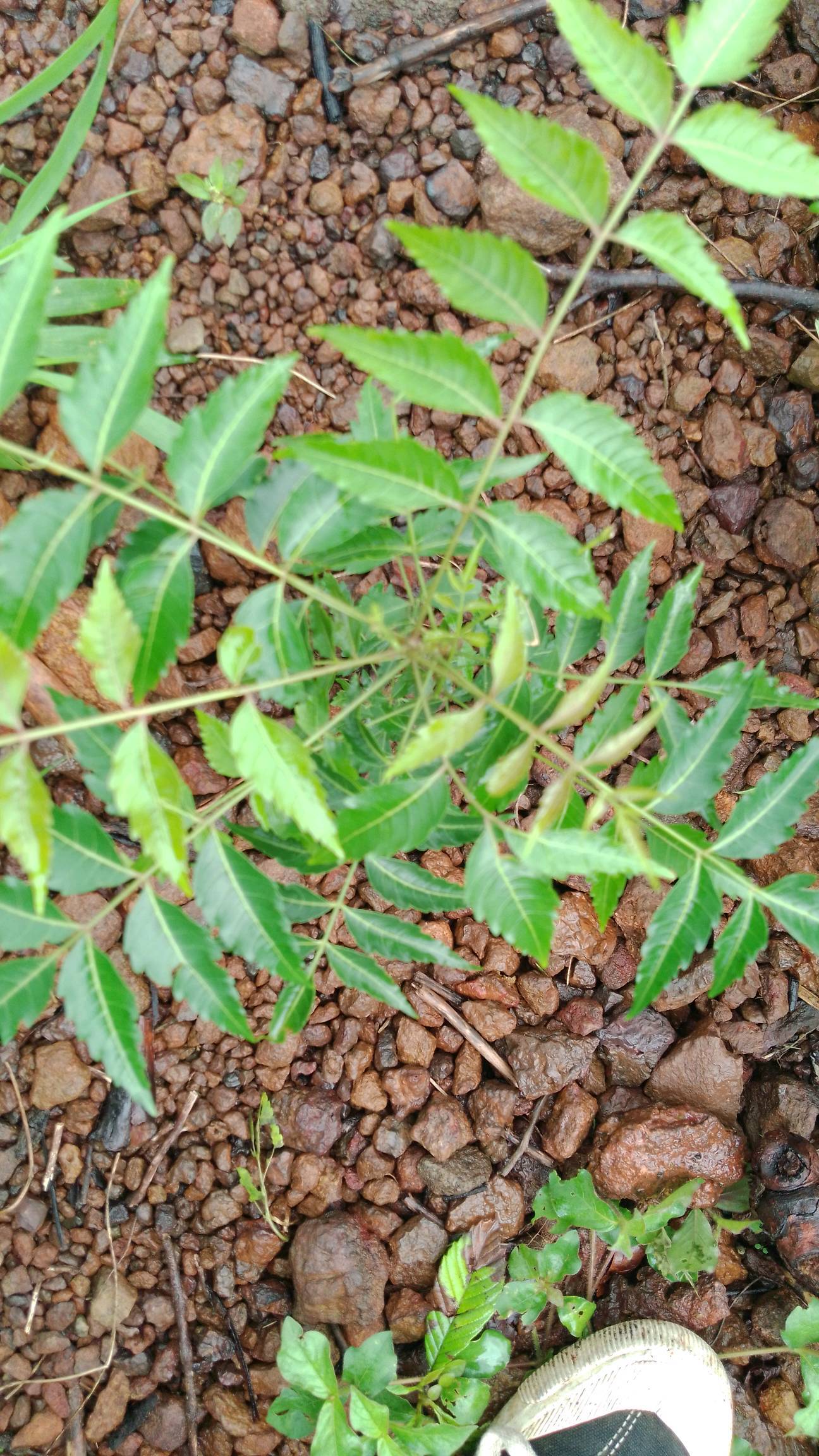 tree