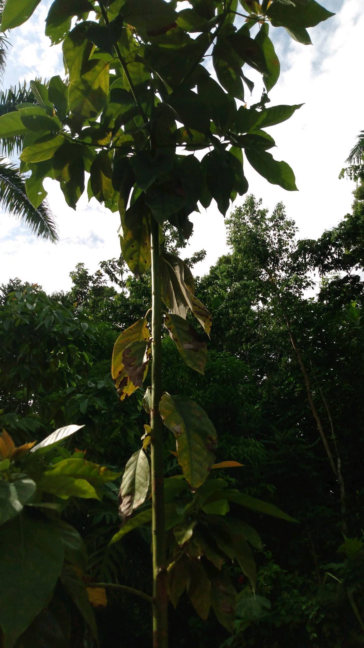 tree