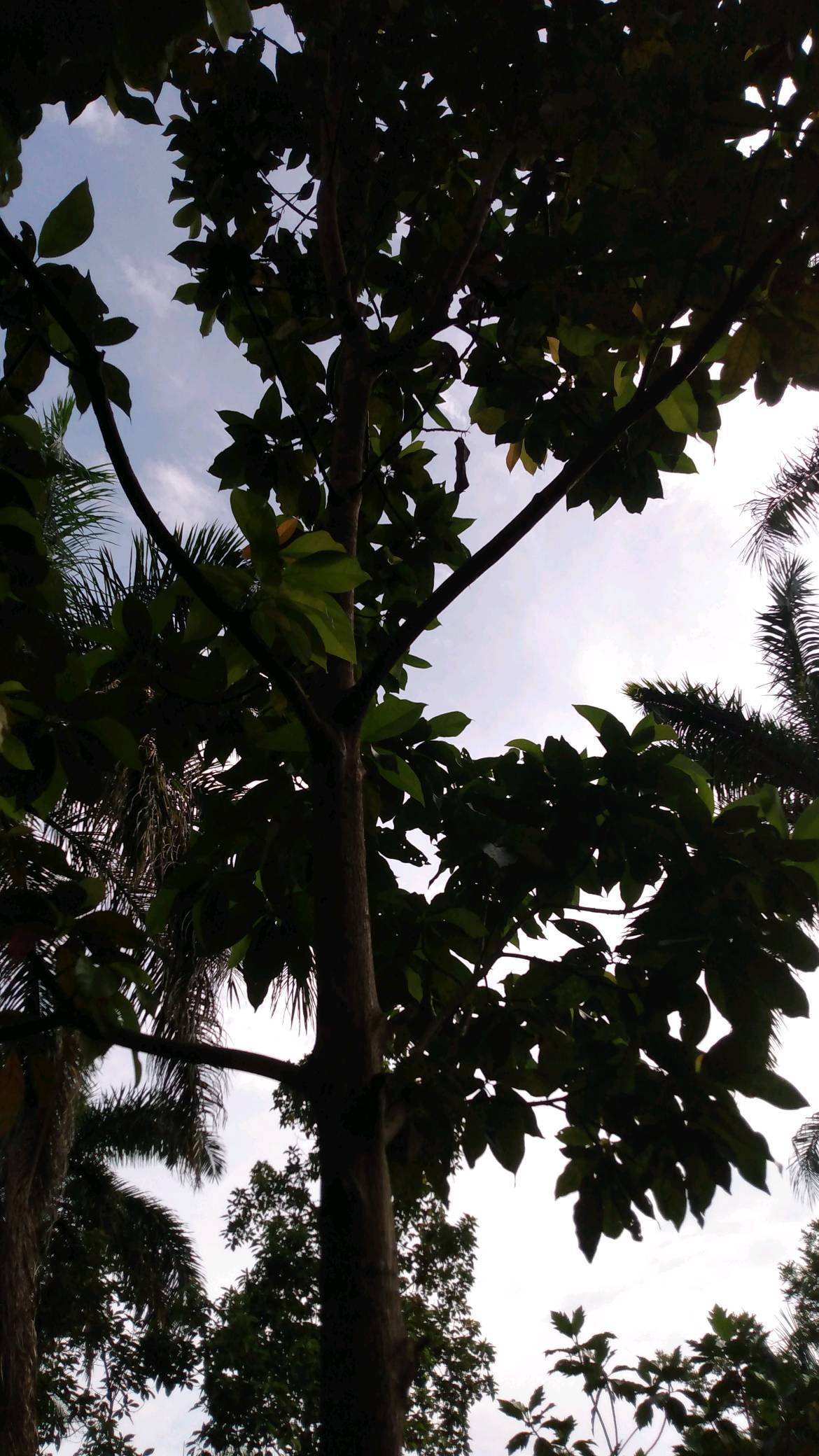 tree