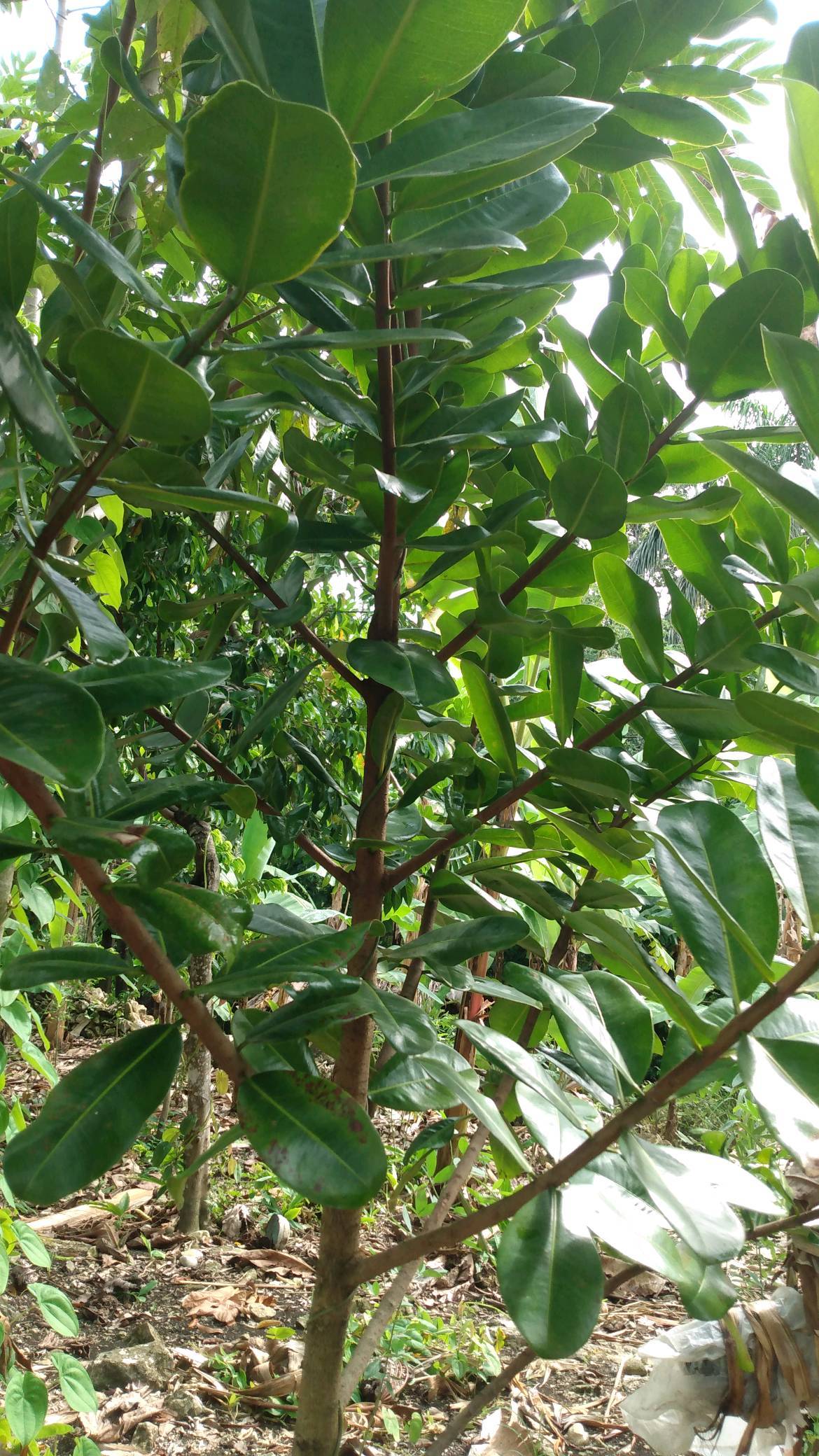 tree