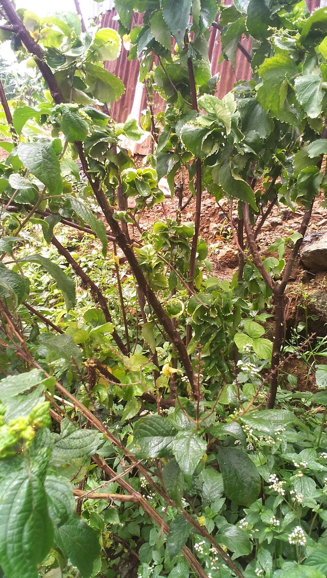tree