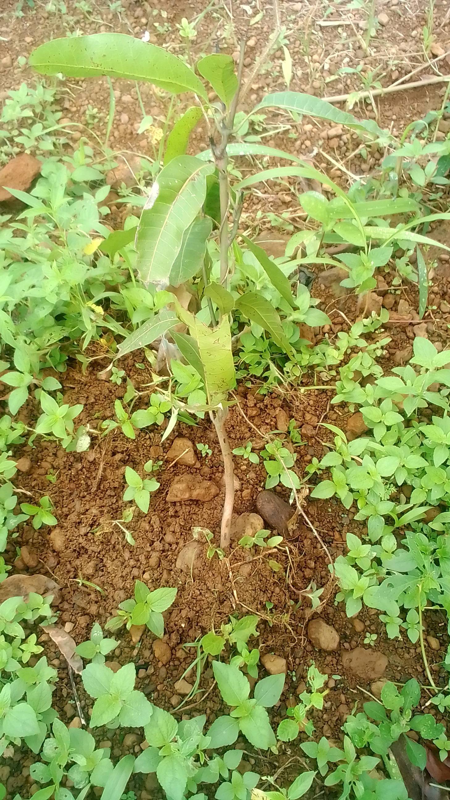 tree