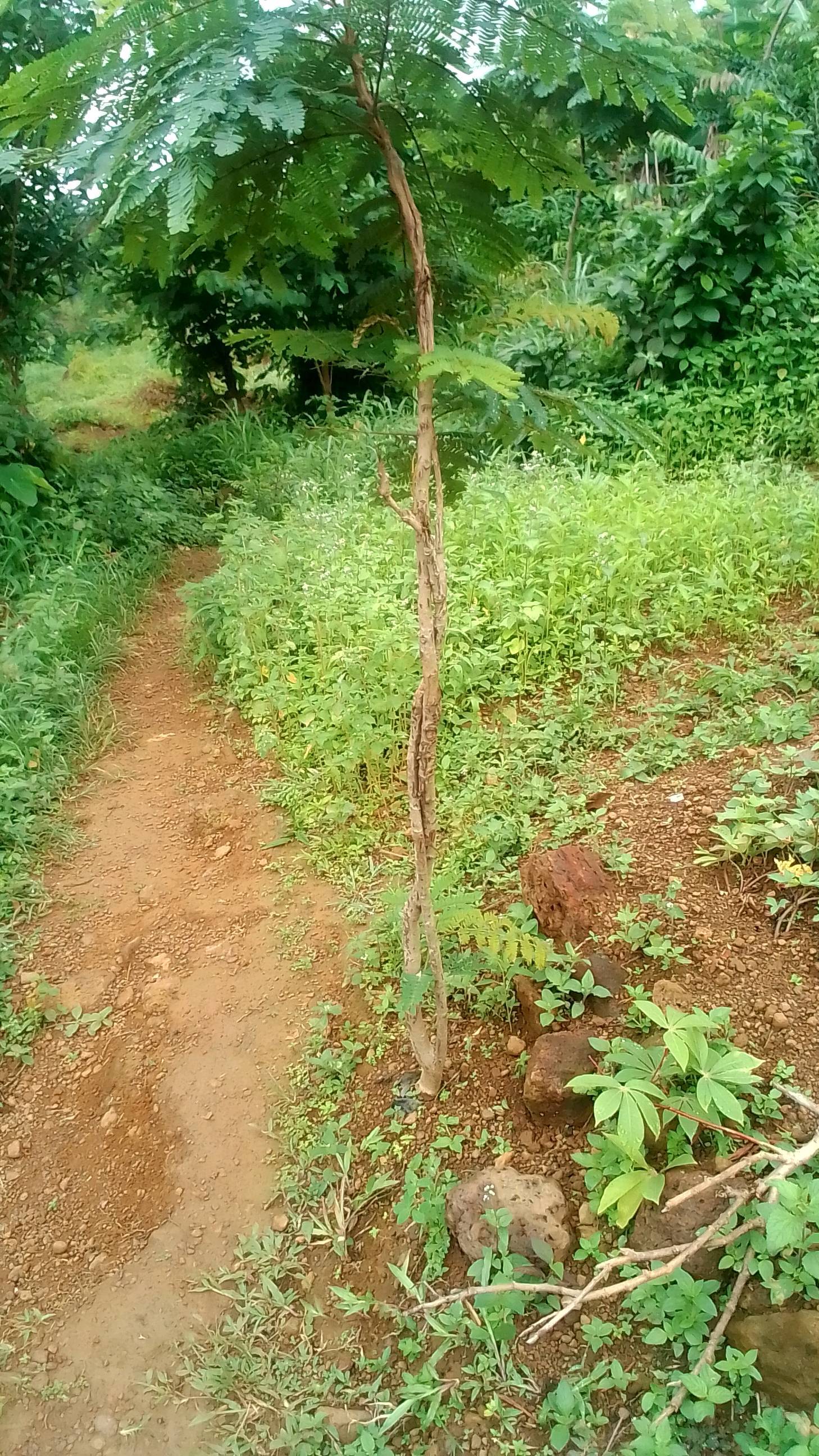 tree