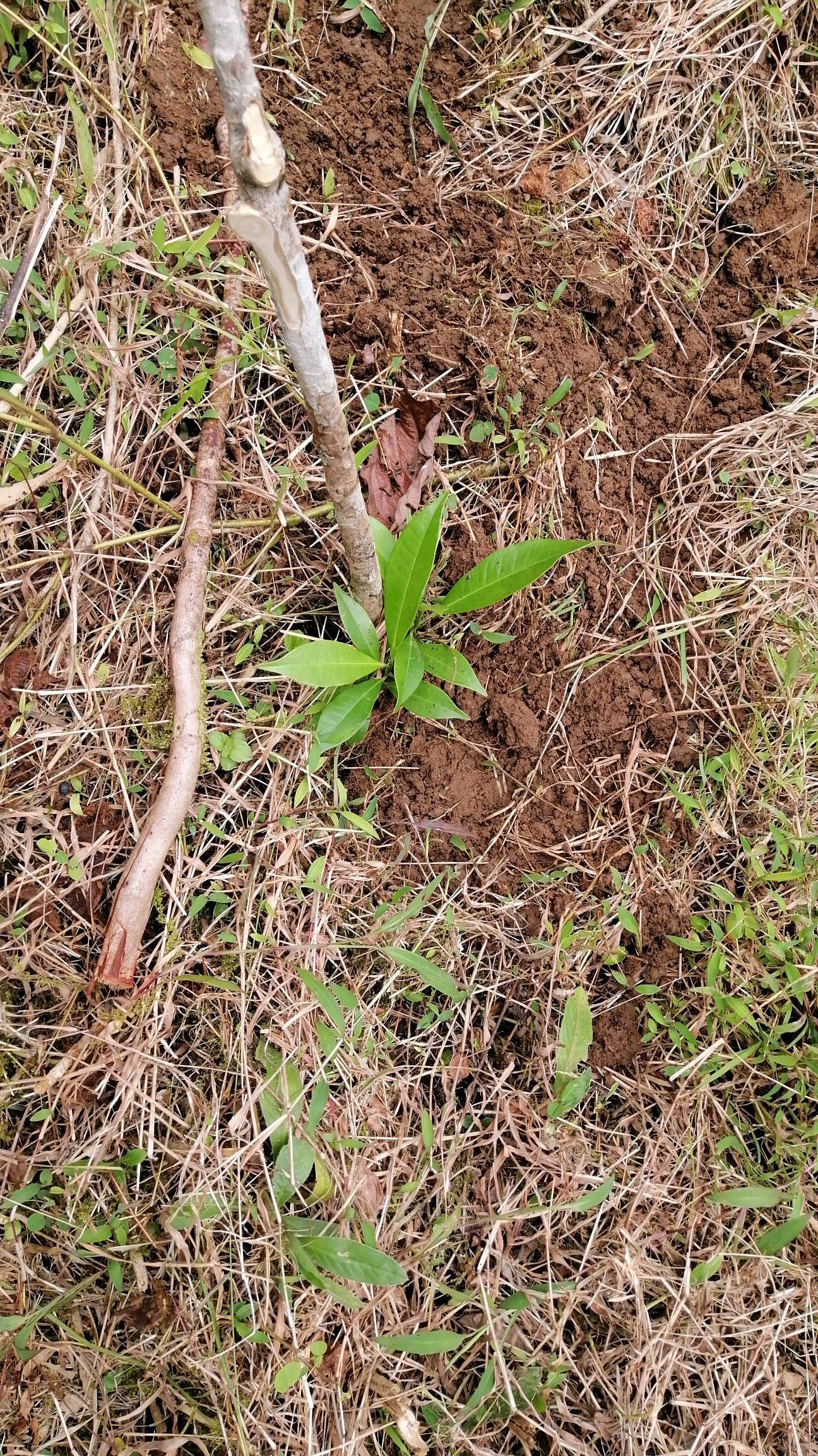tree