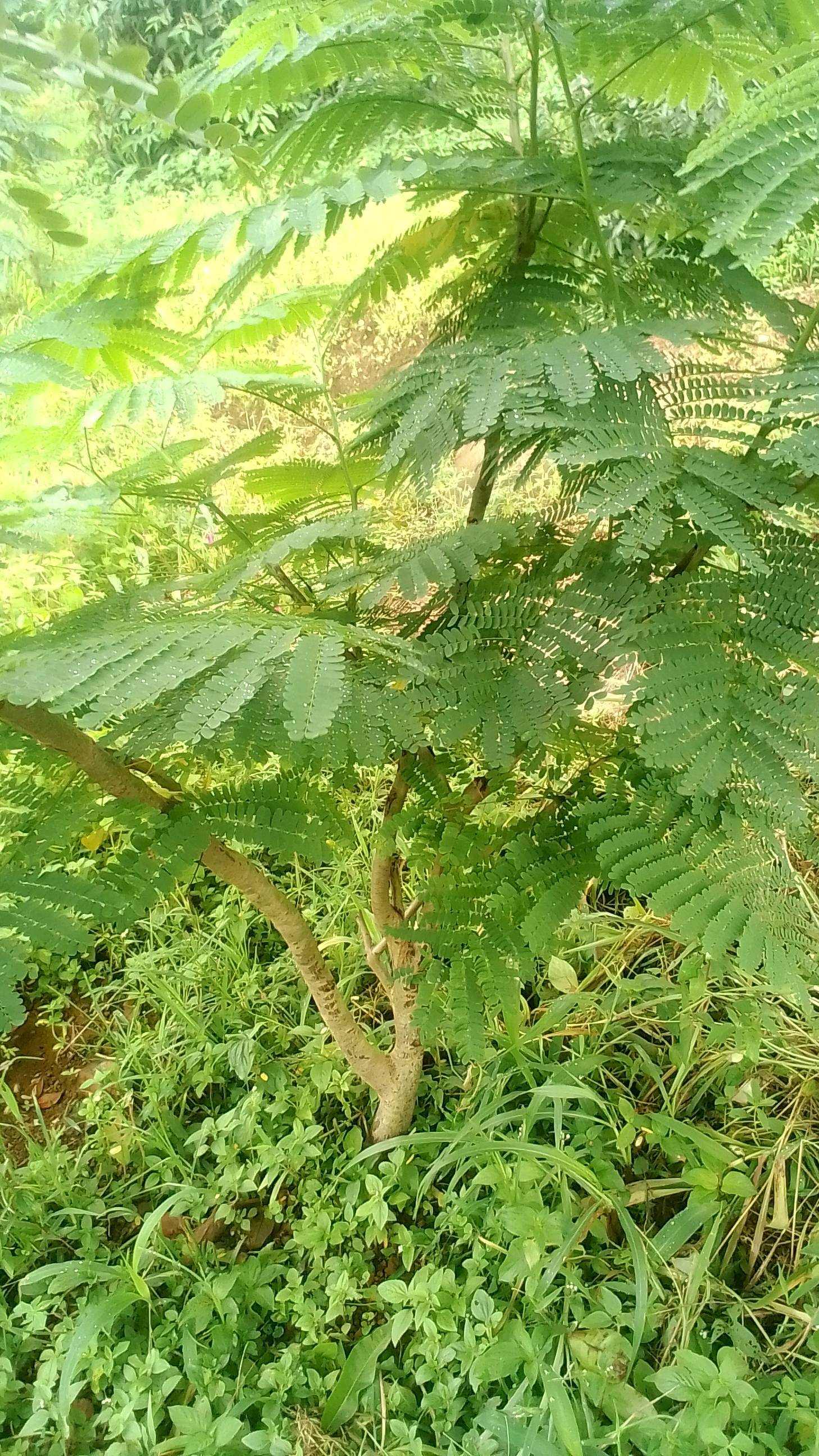 tree