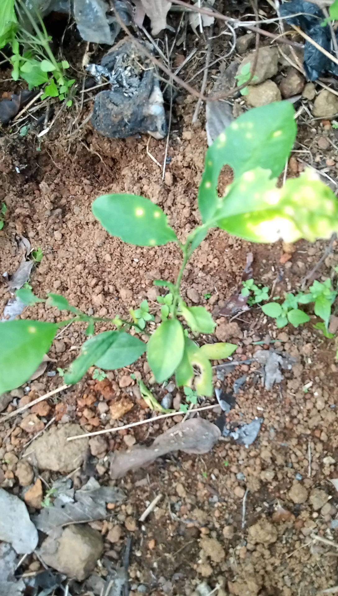 tree