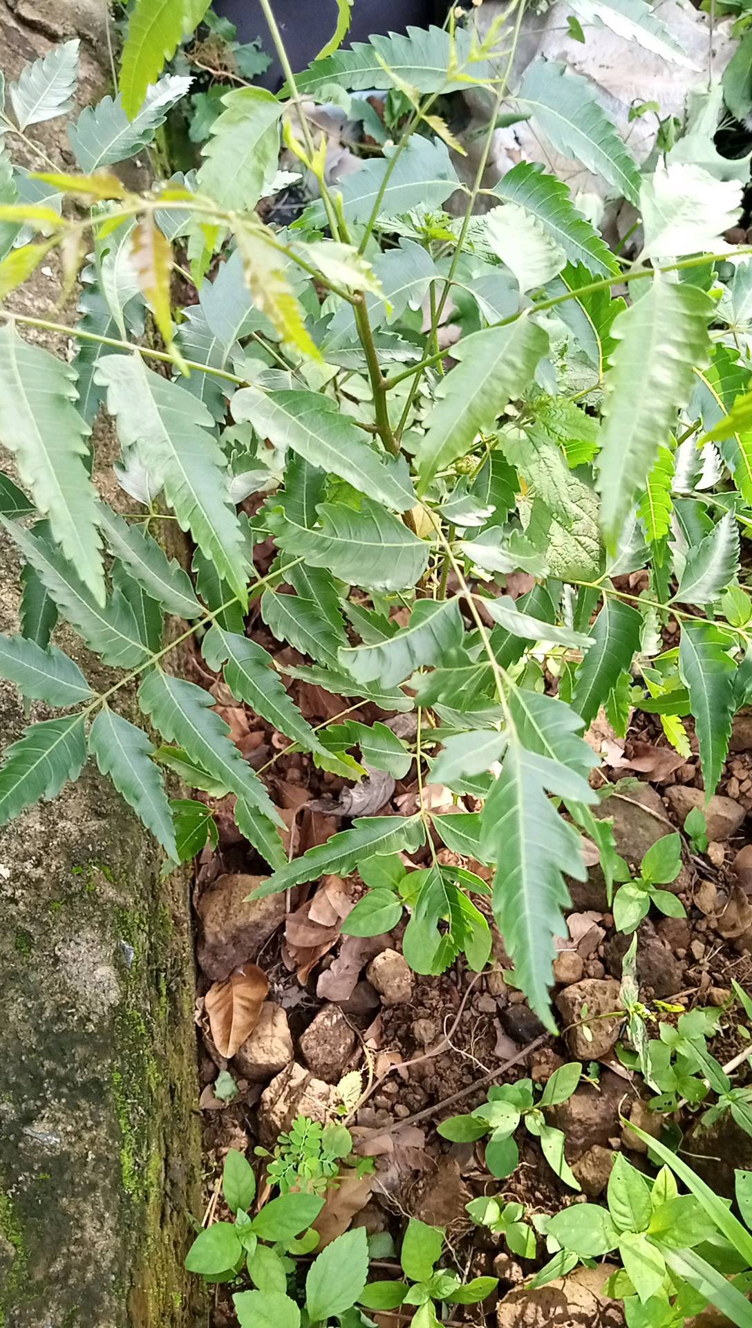 tree