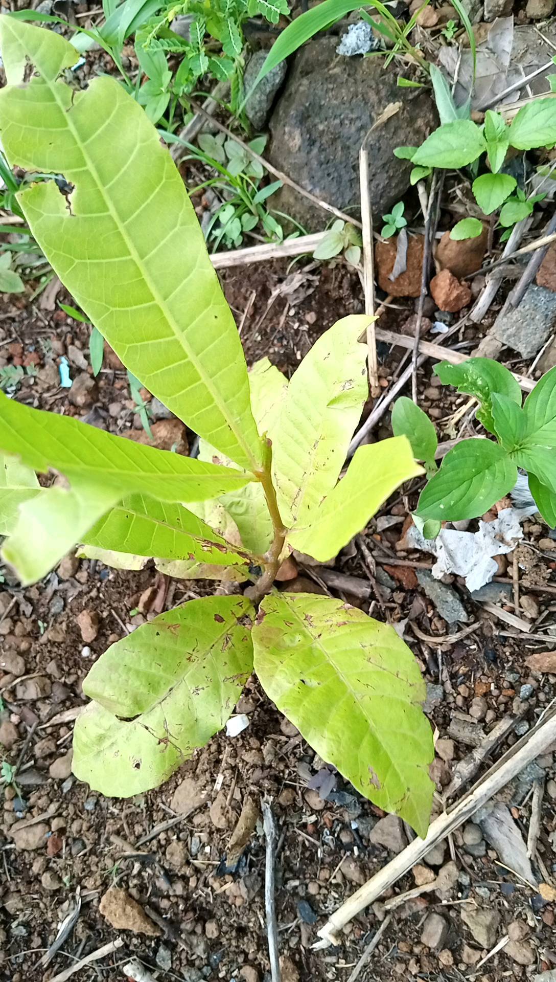 tree