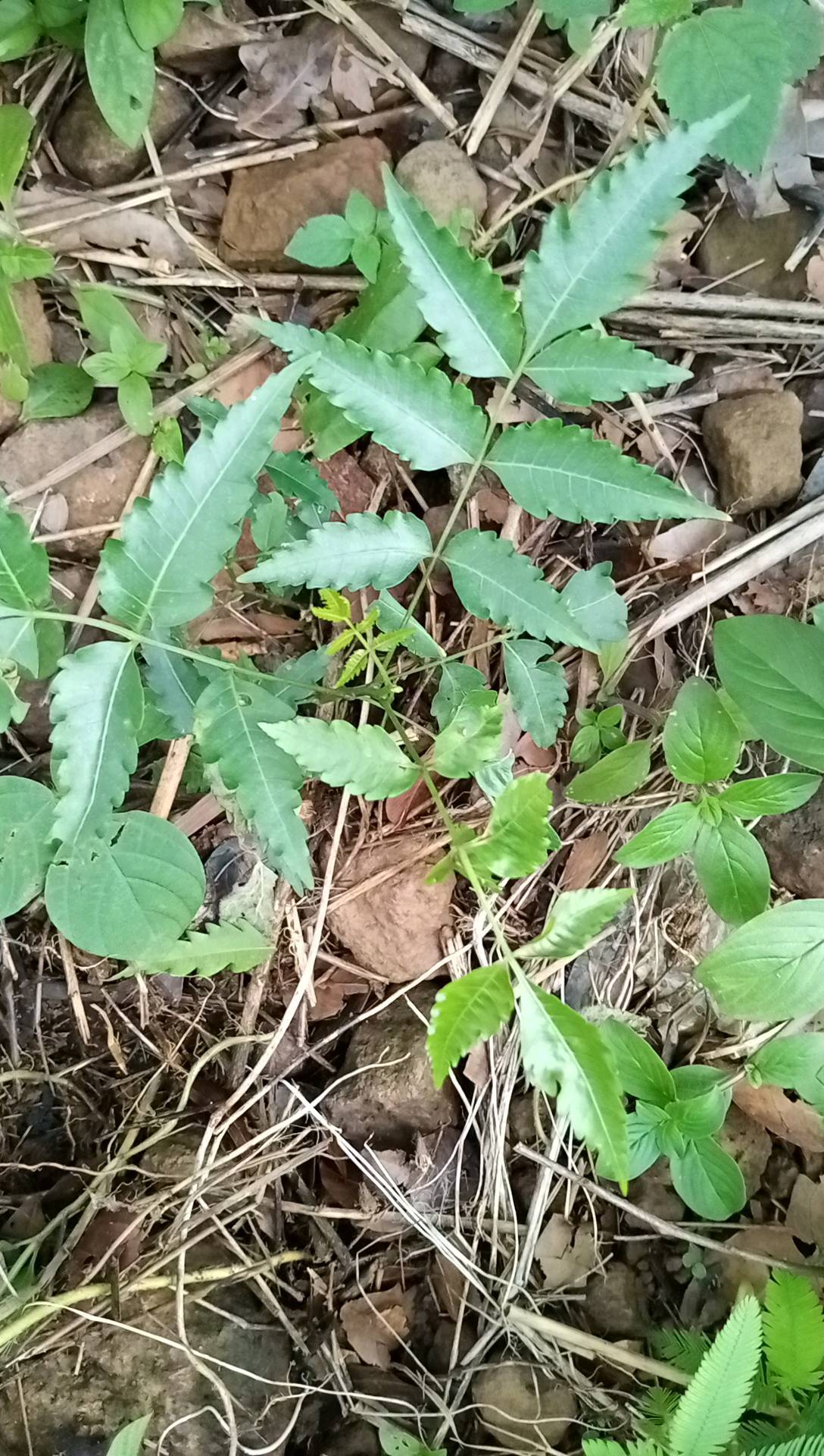 tree