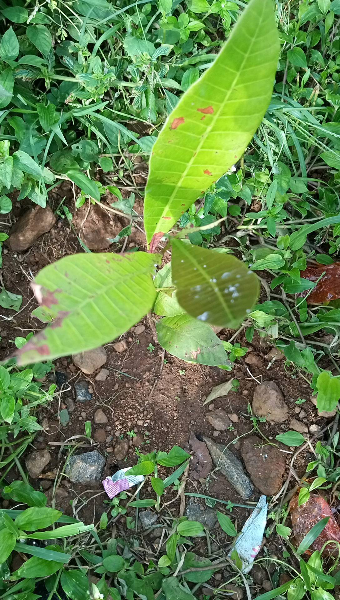 tree