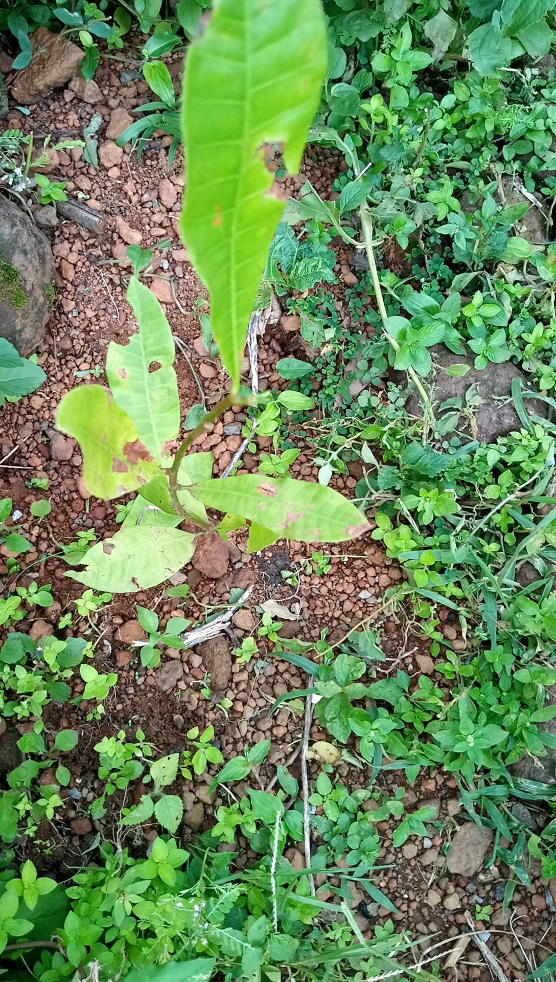 tree
