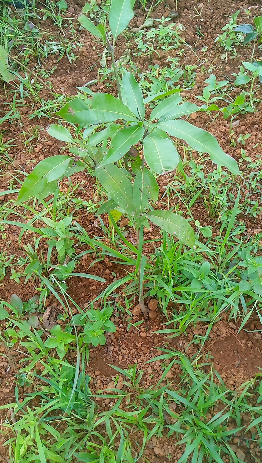 tree