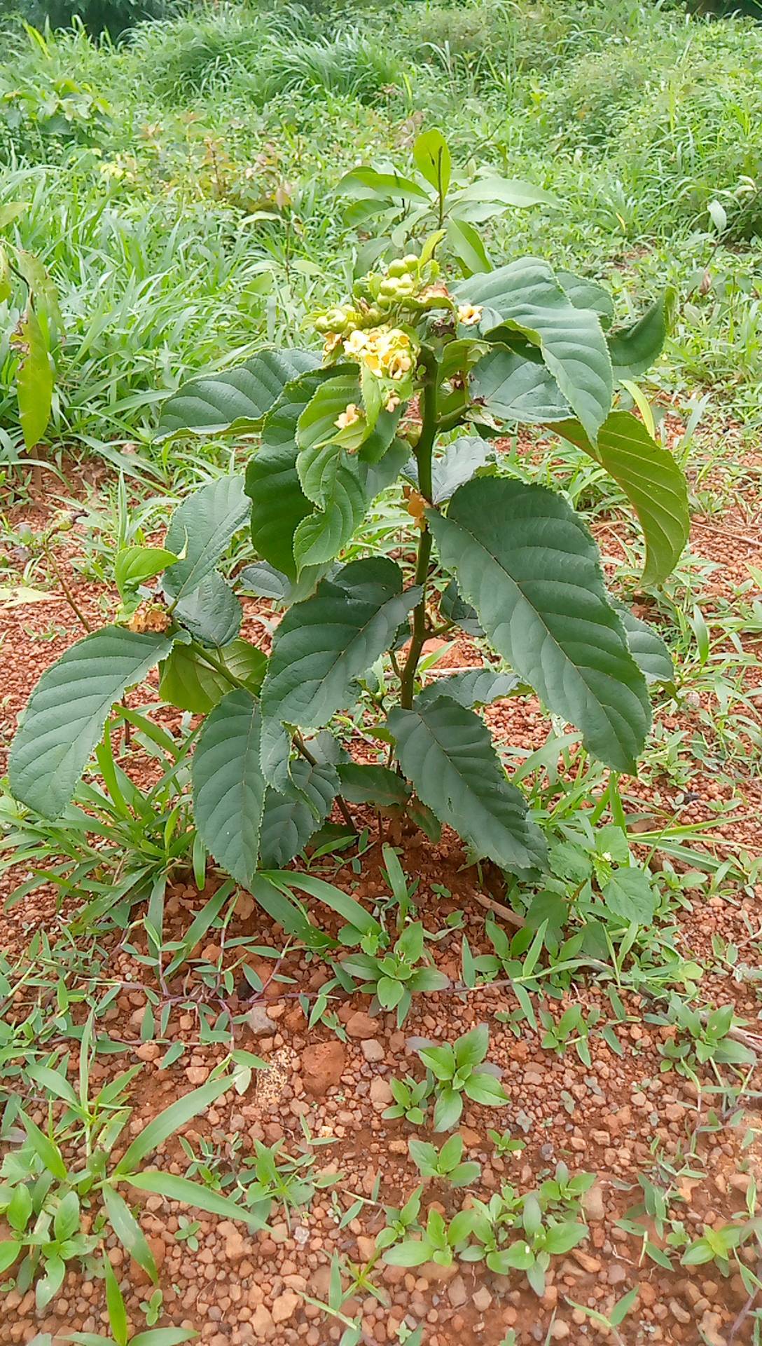 tree