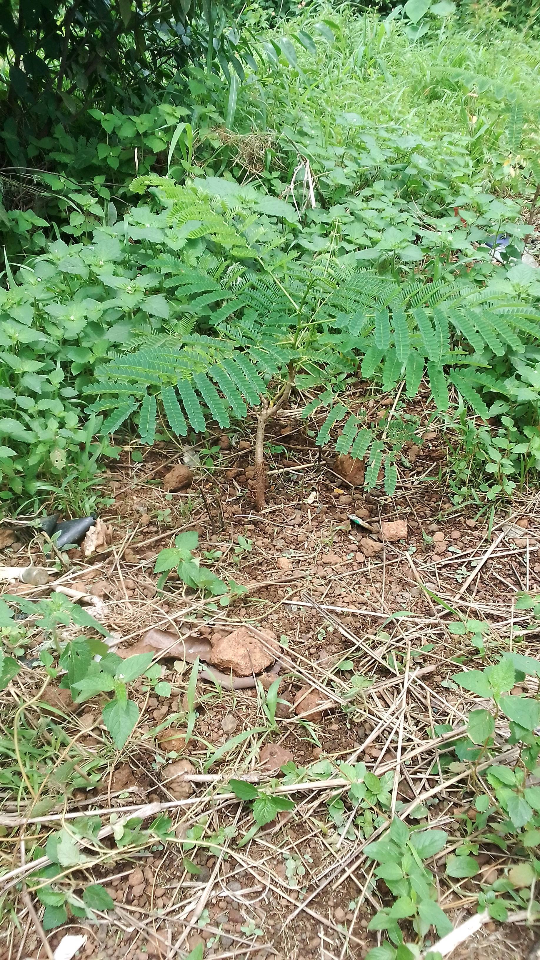 tree