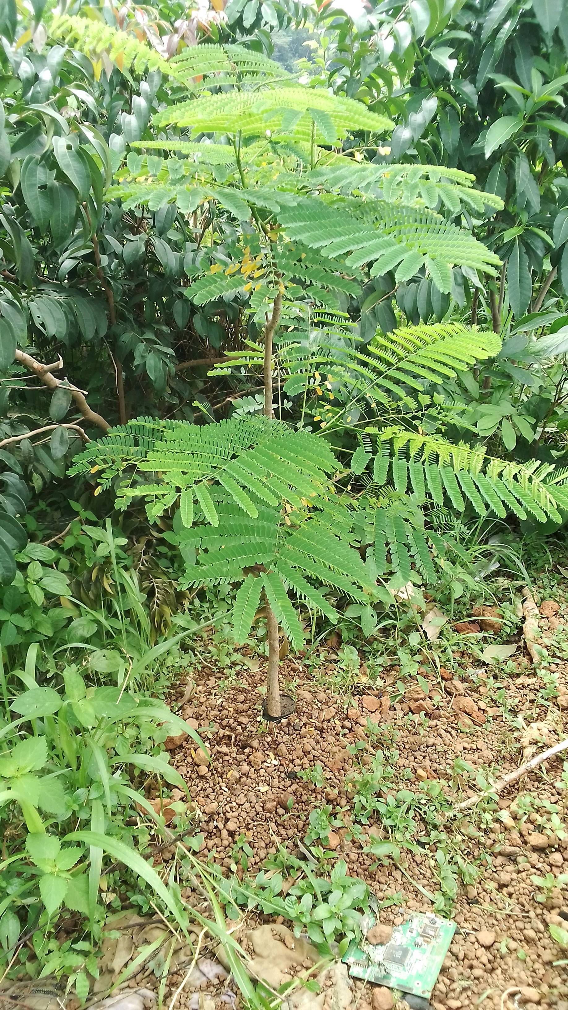tree