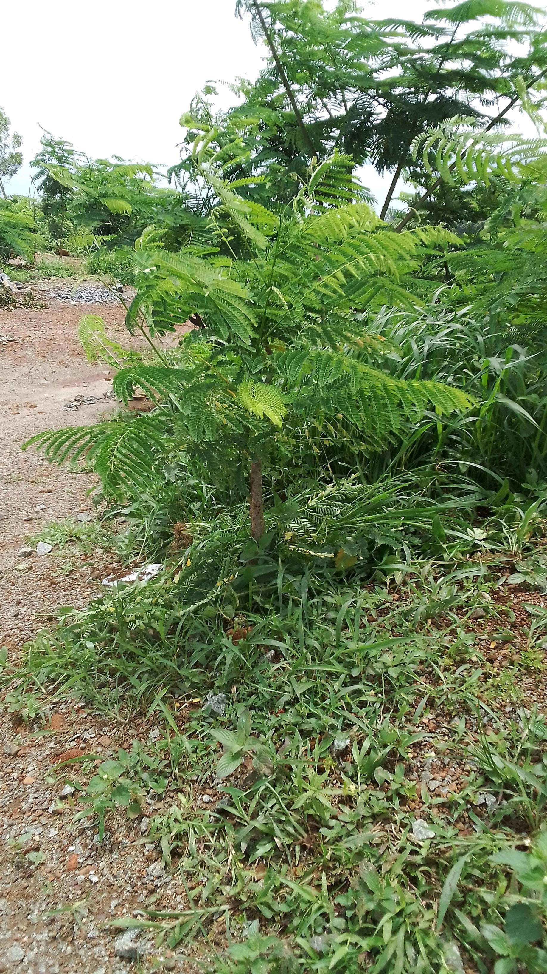 tree