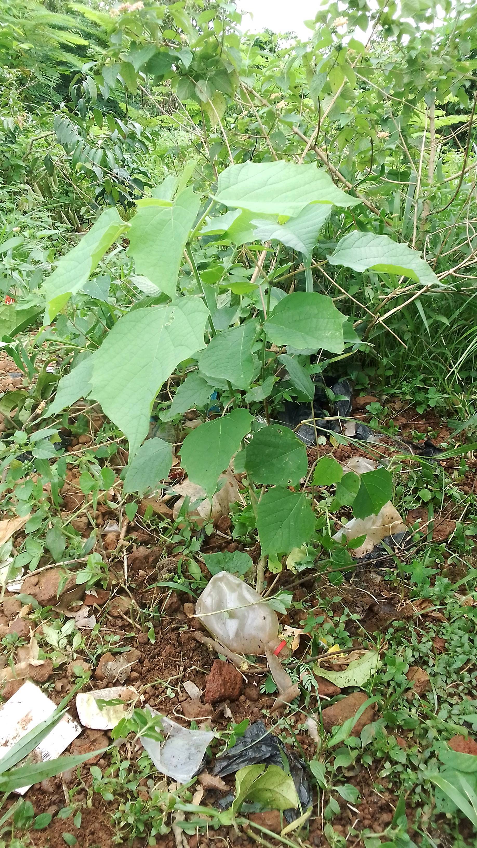 tree