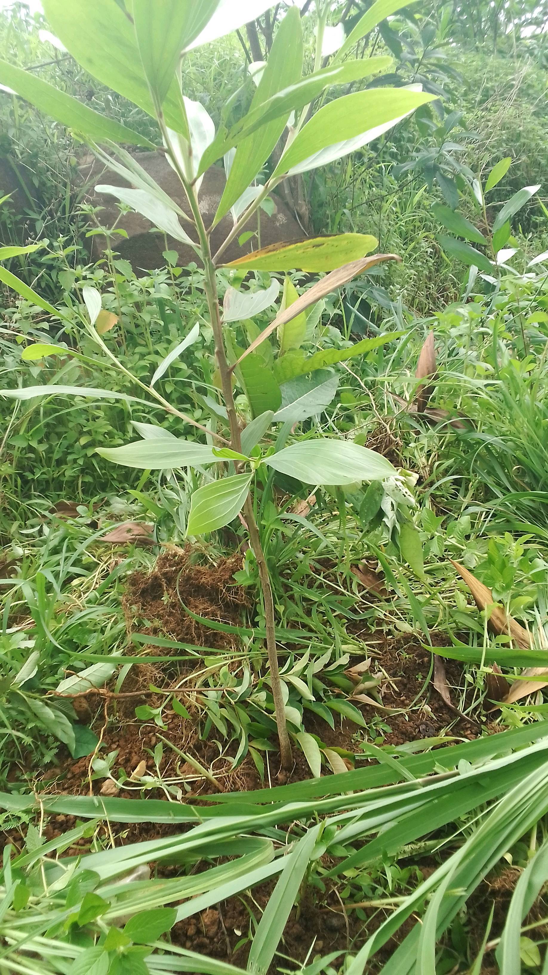 tree