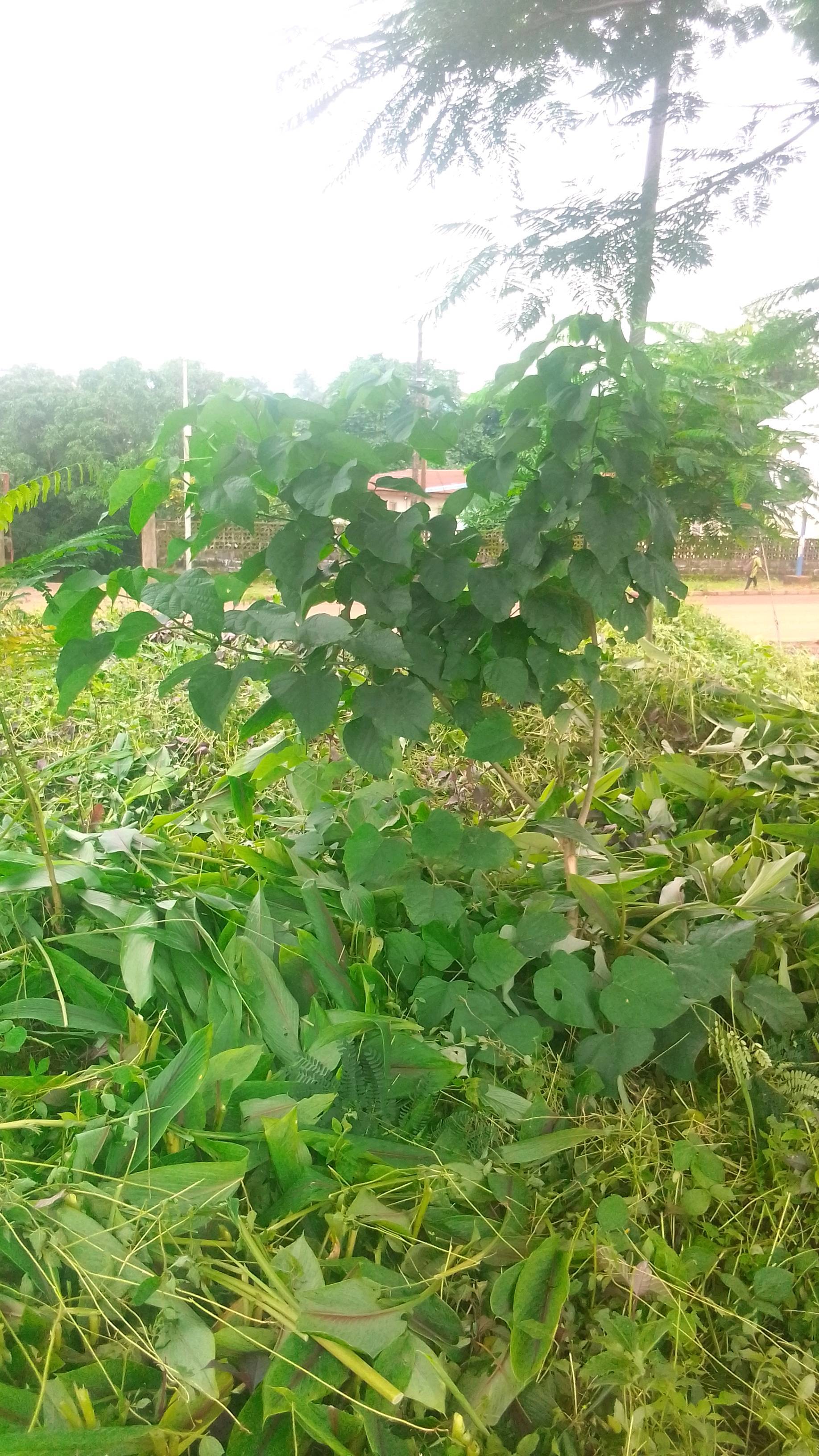 tree