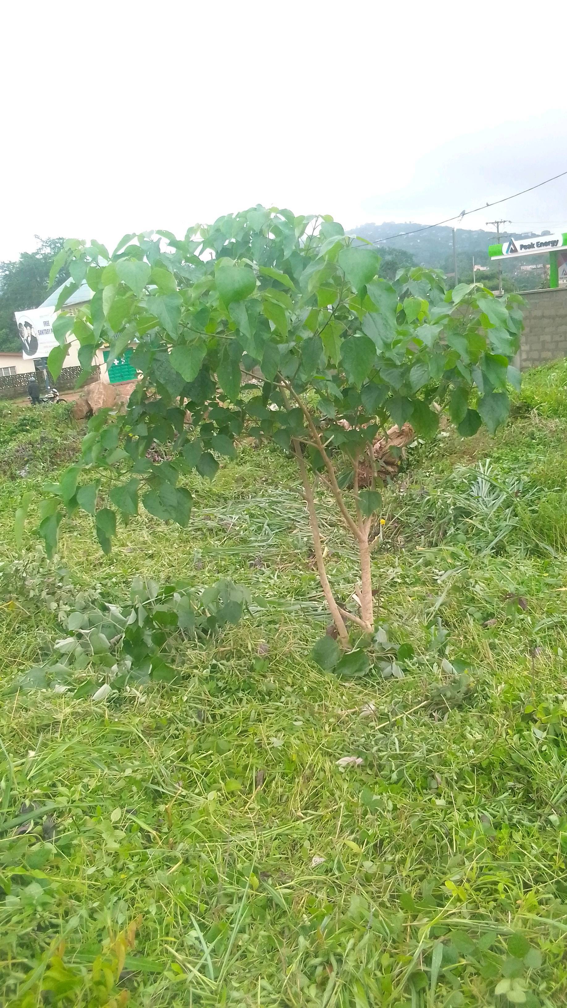 tree