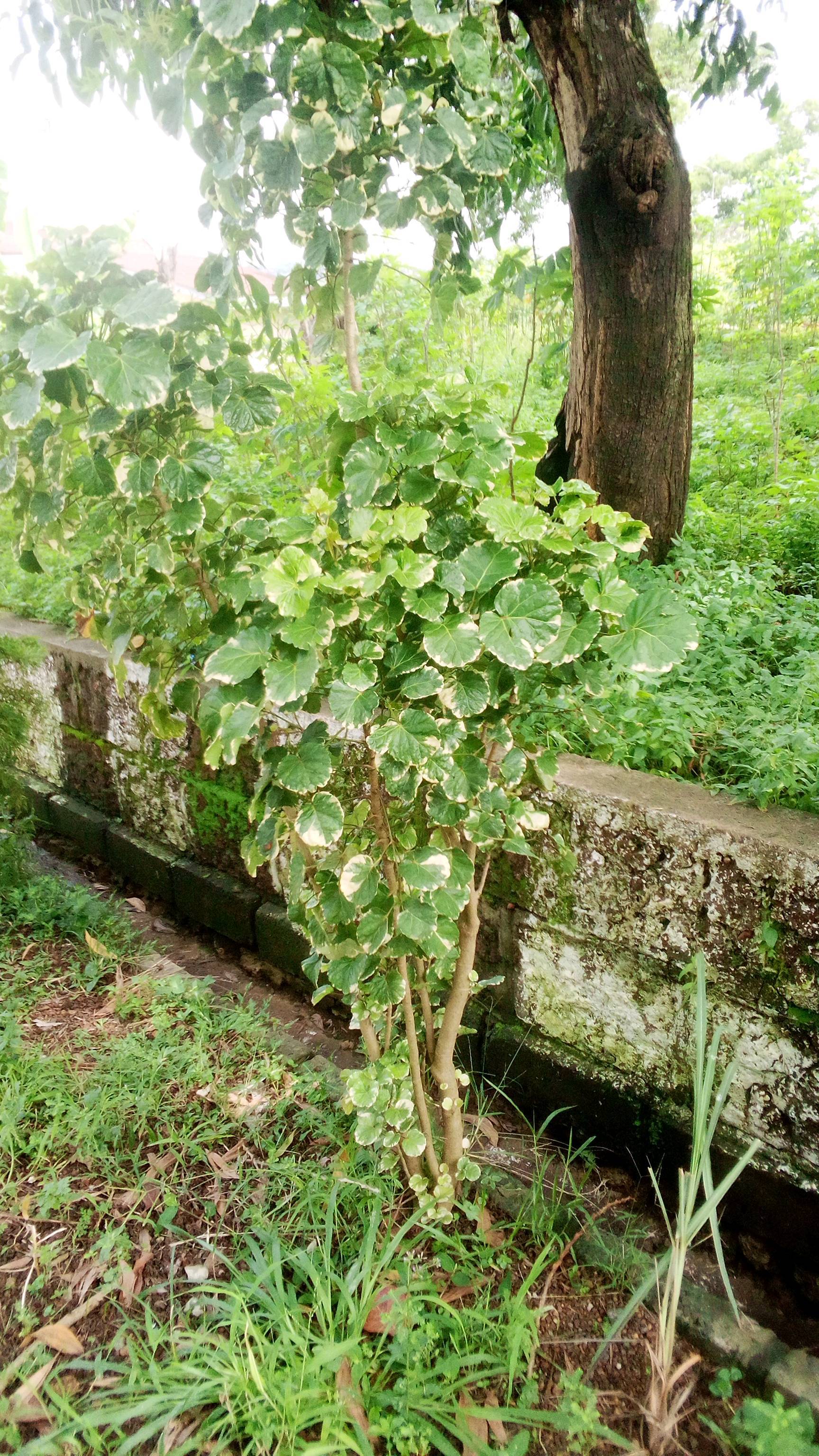tree