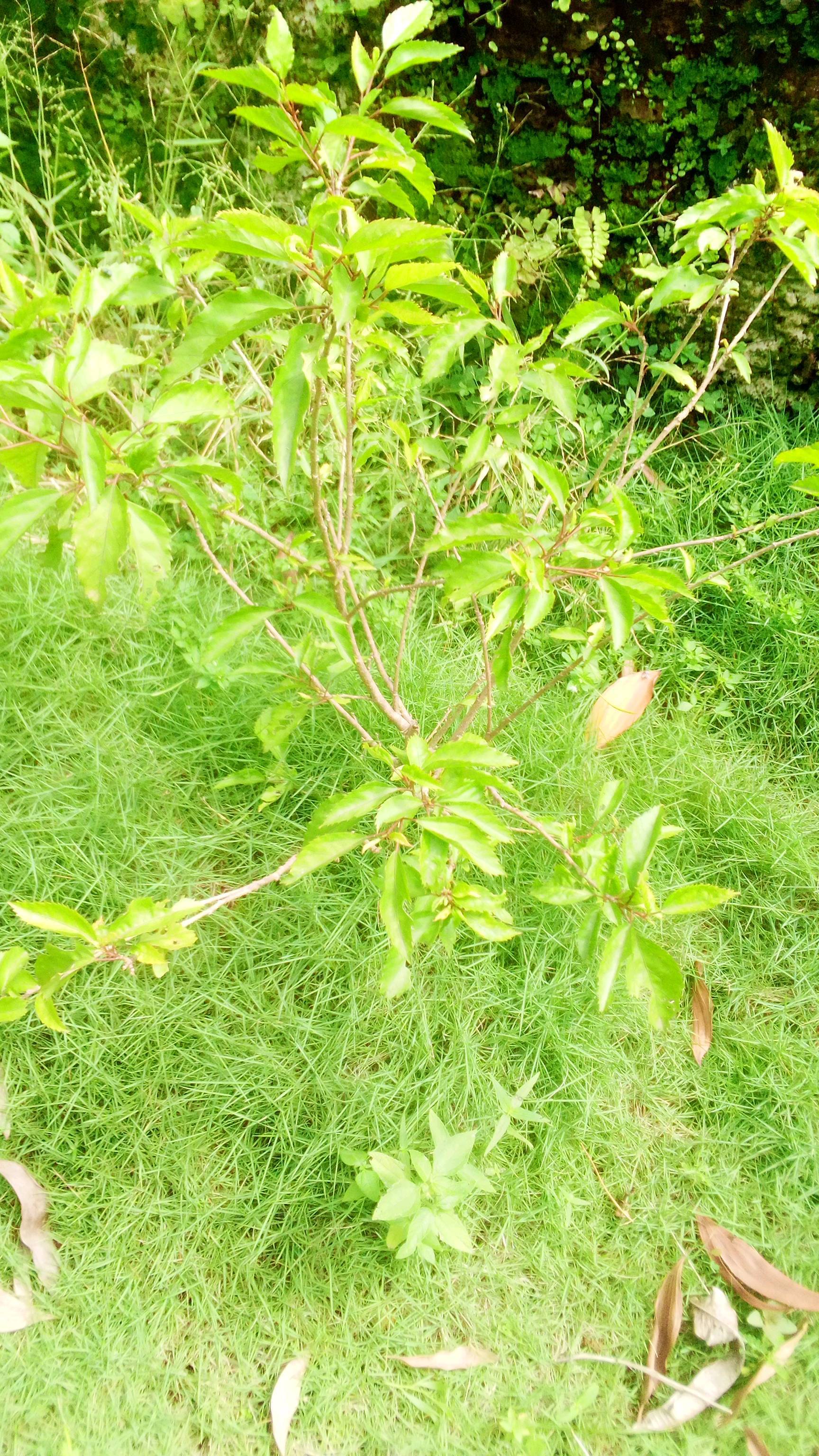 tree