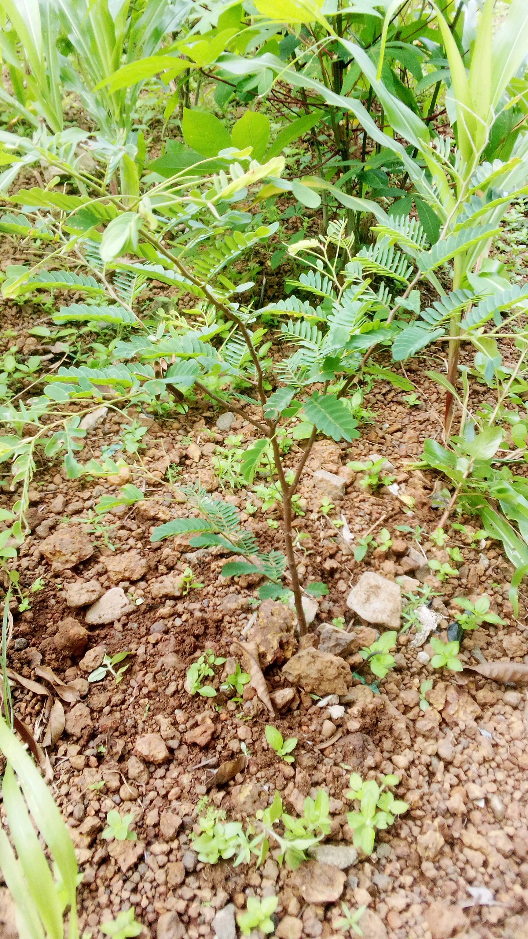 tree