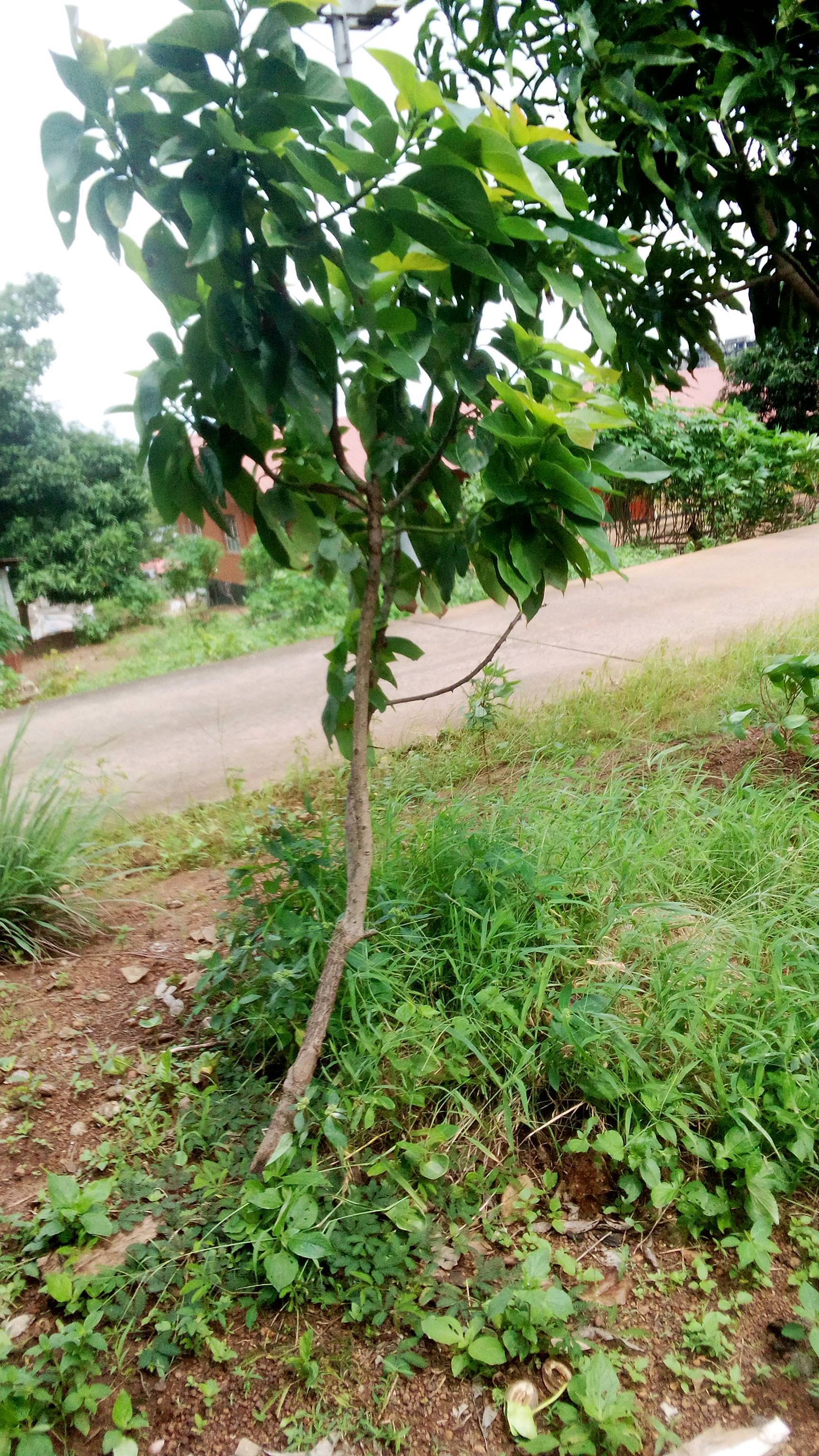 tree