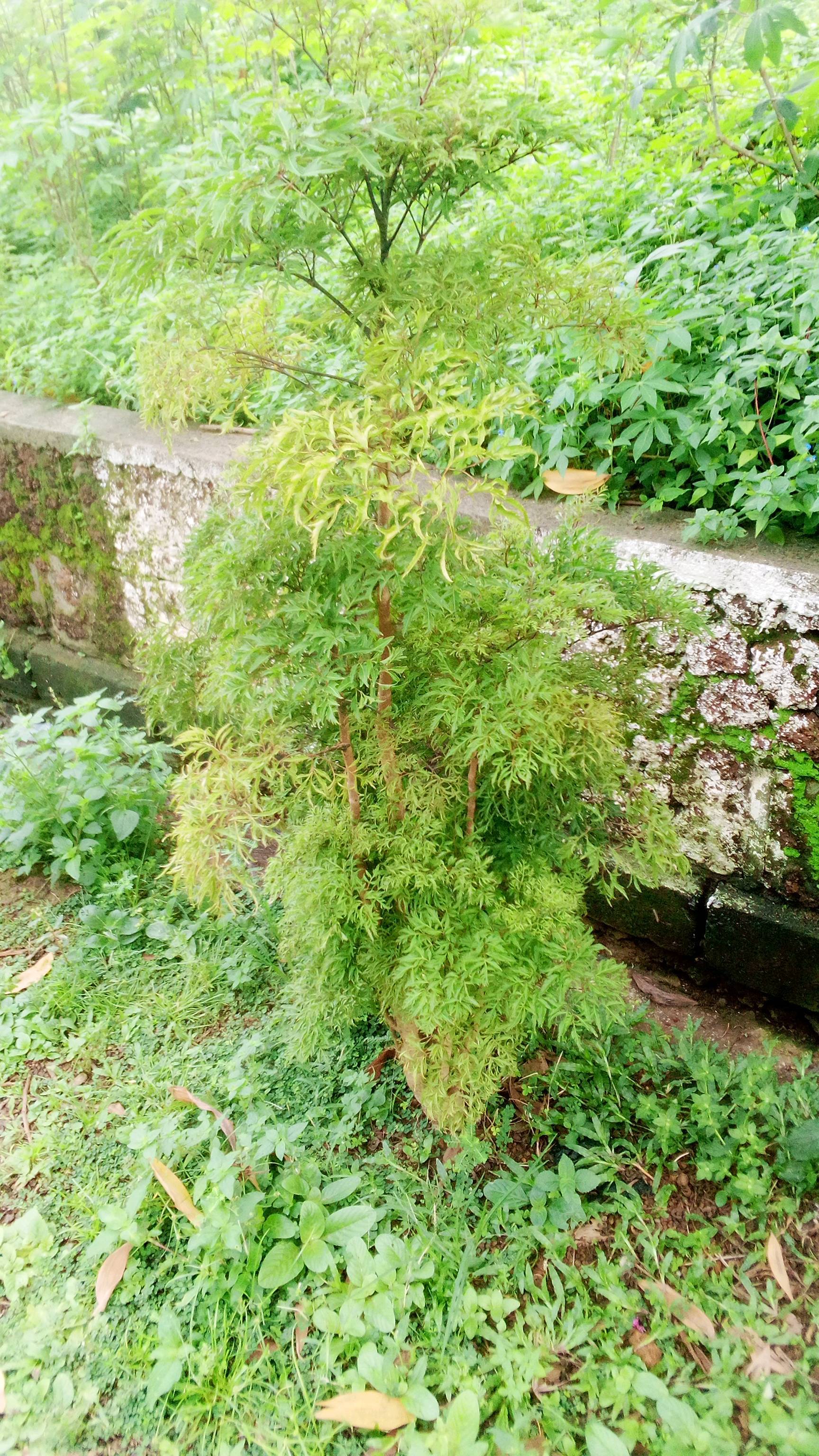 tree