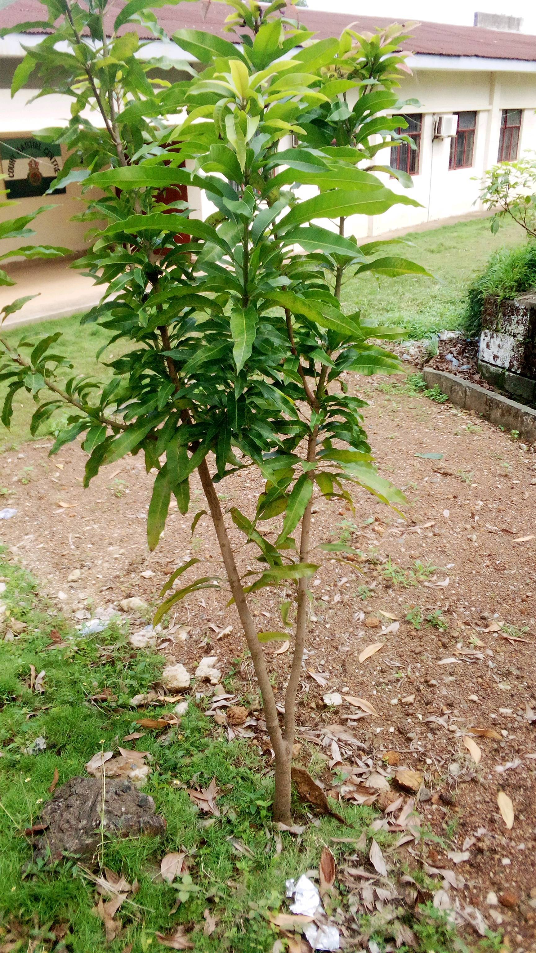 tree