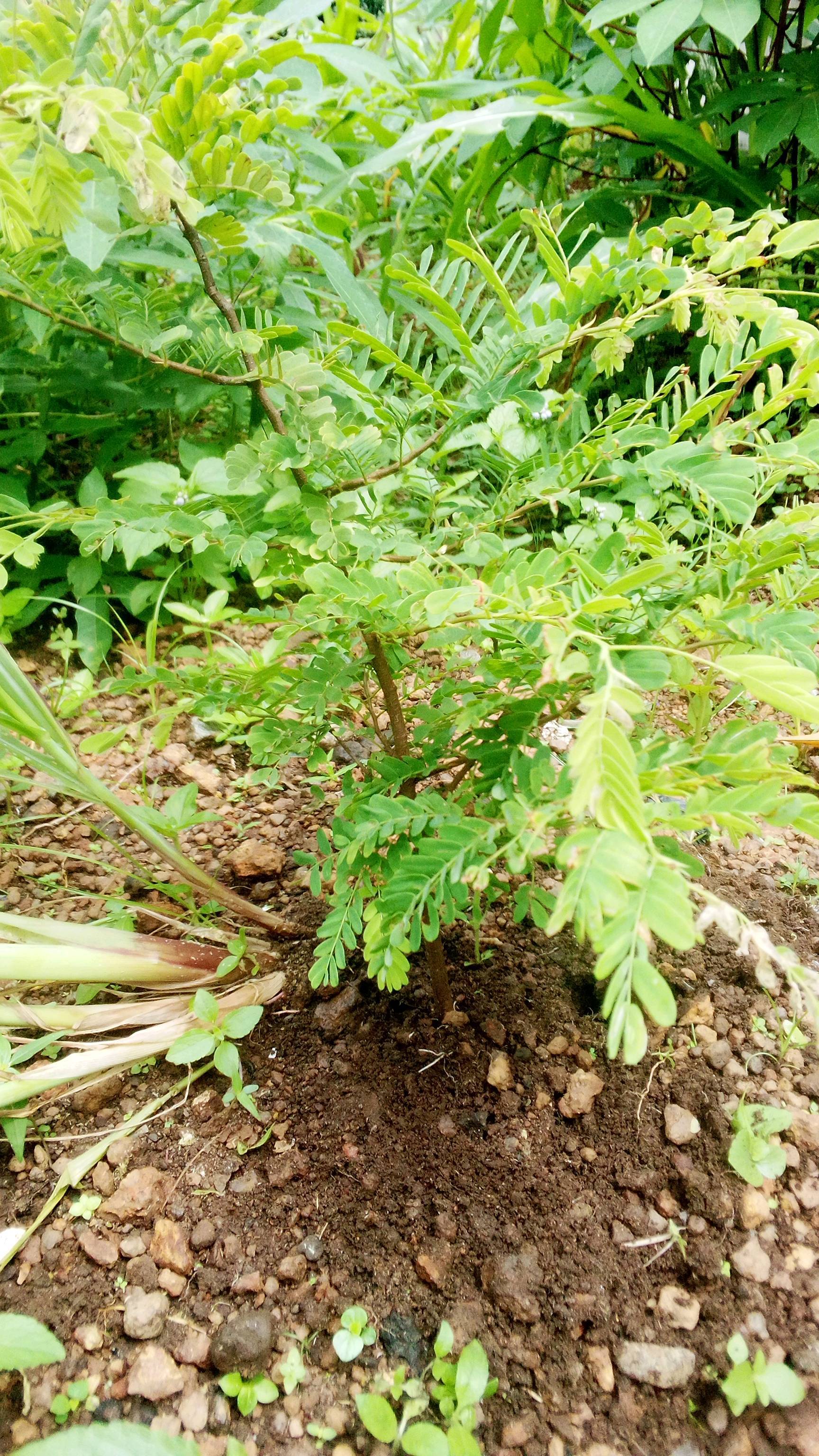 tree