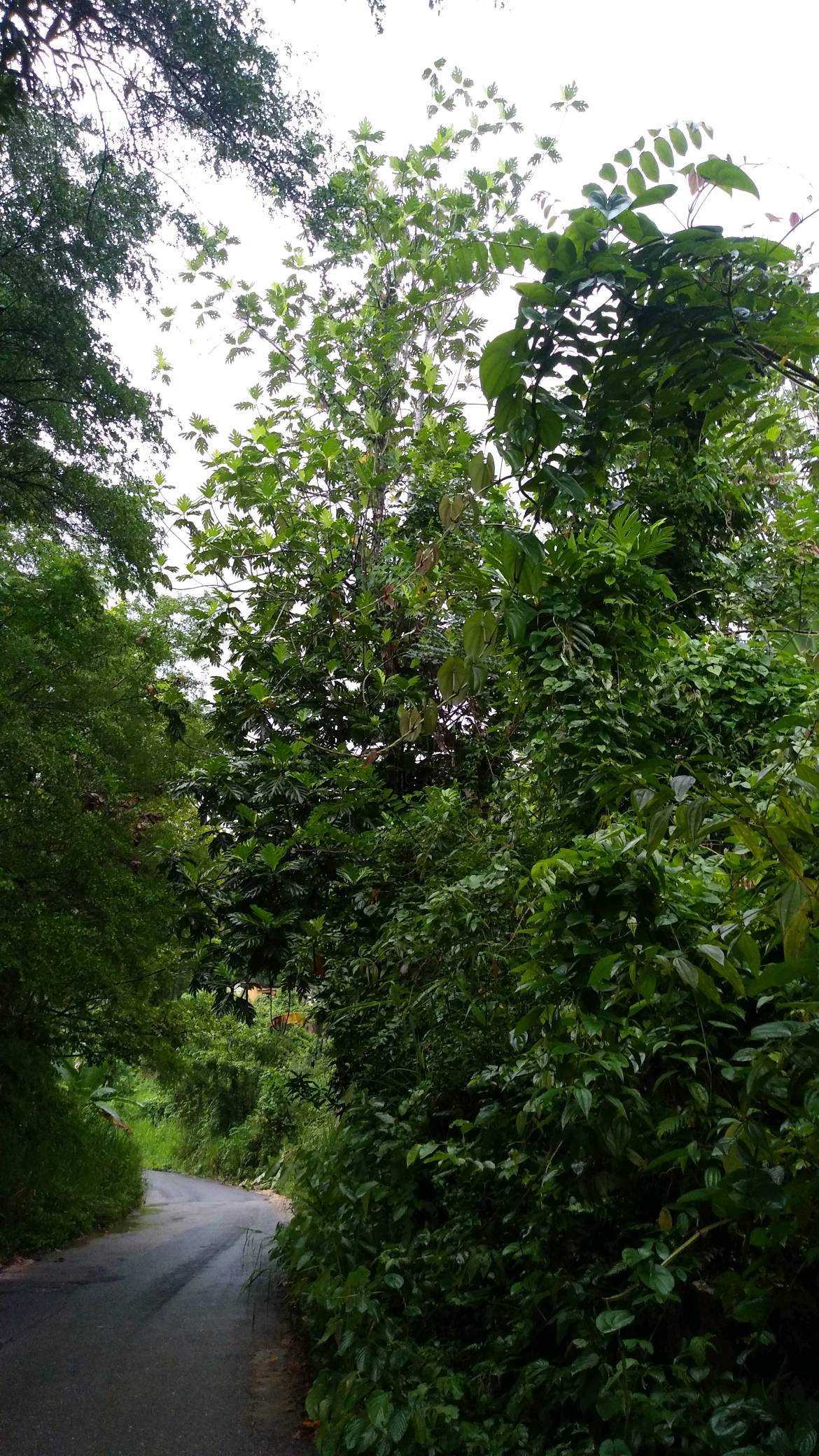 tree